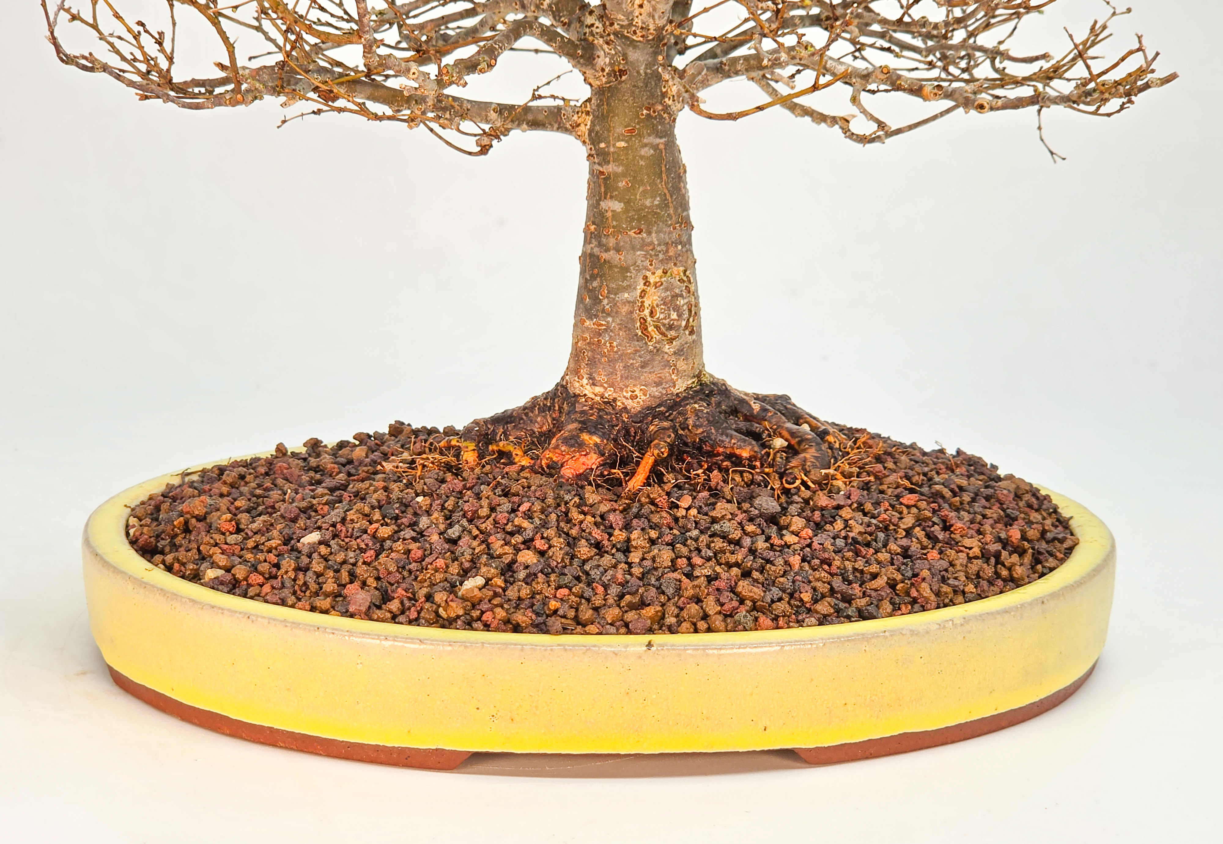 Bonsai Premium Zelkova serrata Shohin 25cm Video!!