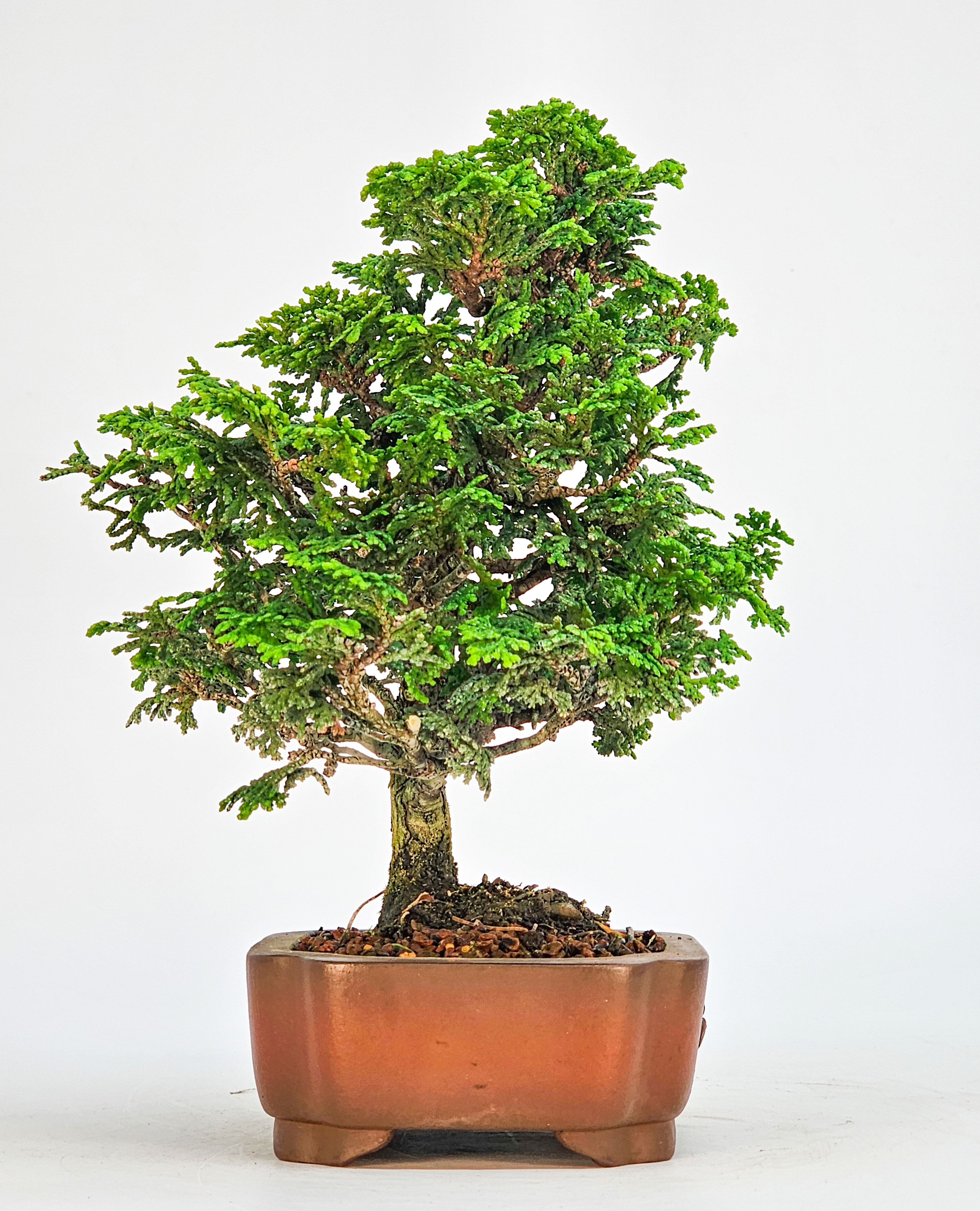 Bonsai Hinoki Scheinzypresse - chamaecyparis obtusa 18cm