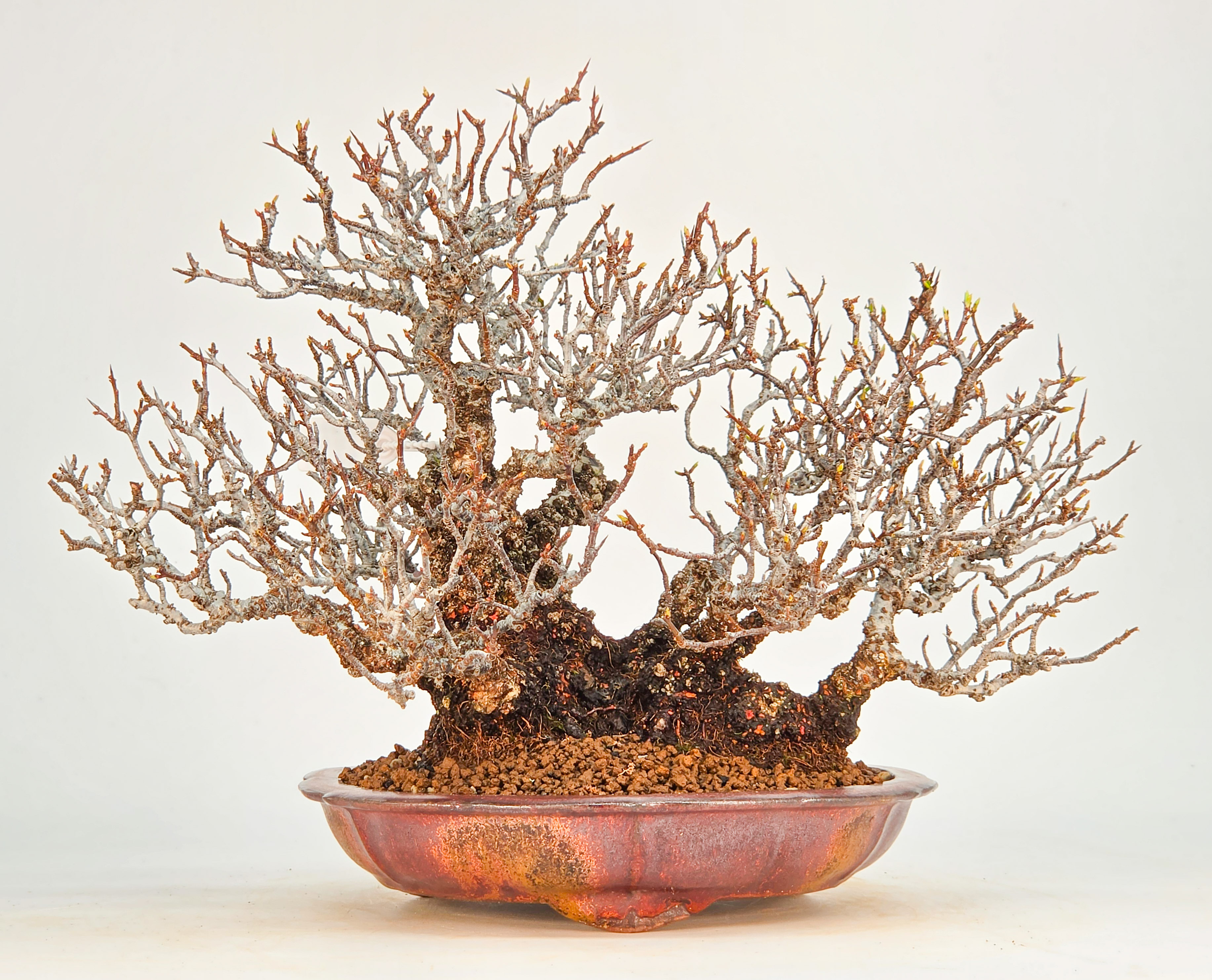 Bonsai Premium Feuerdorn - Pyracantha Shohin 22cm Video!!
