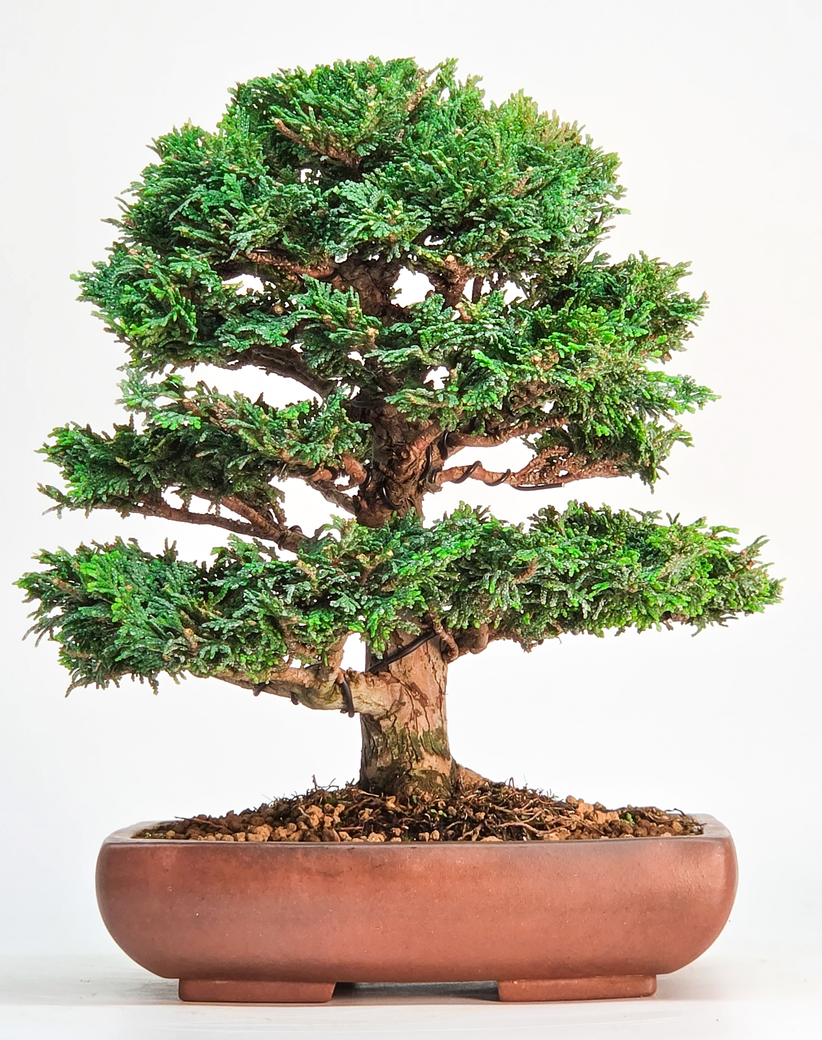 Bonsai Muschelzypresse - Chamaecyparis obtusa 22cm