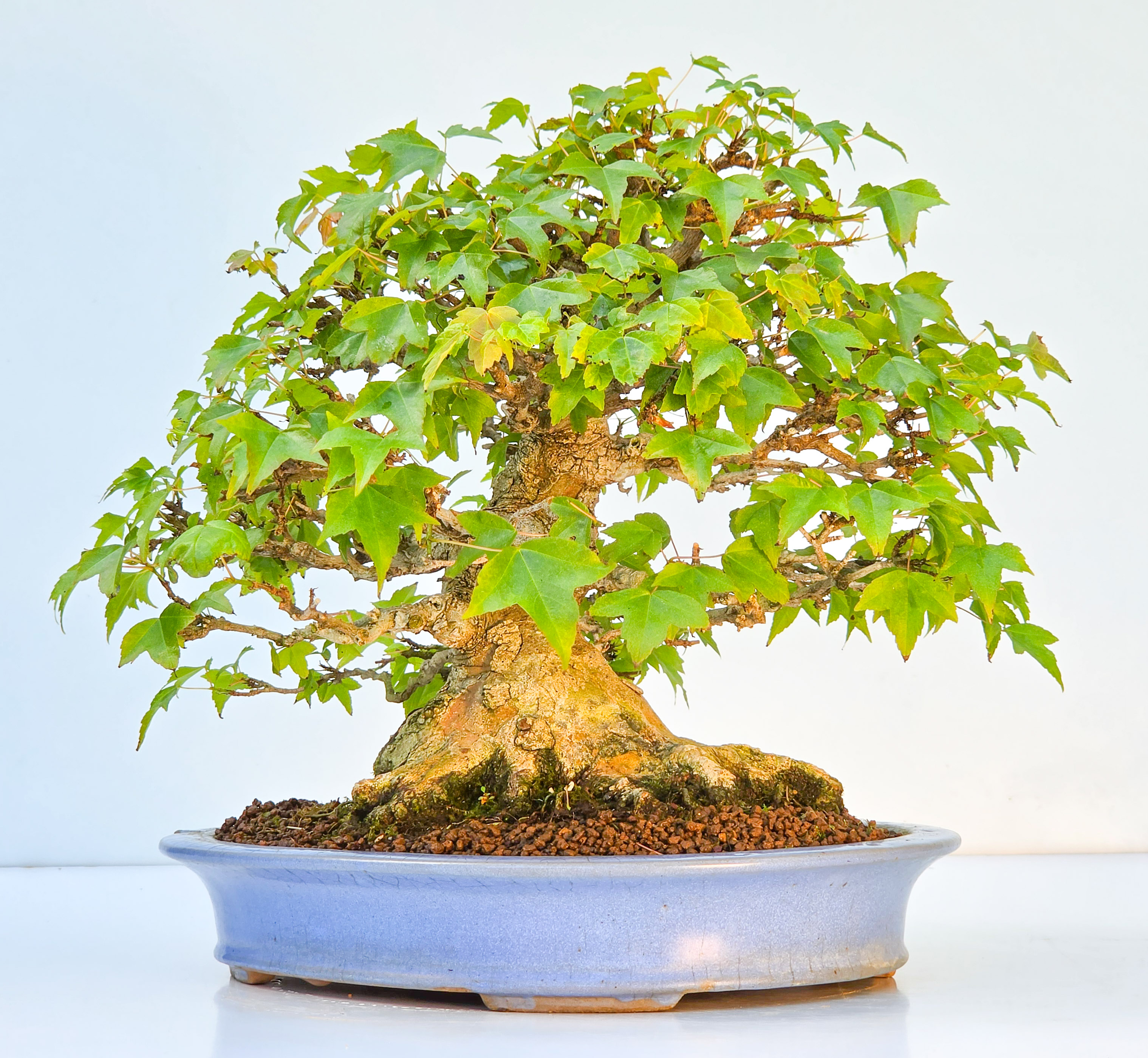 Bonsai Premium Dreispitzahorn - Acer buergerianum Shohin 25cm Video!!