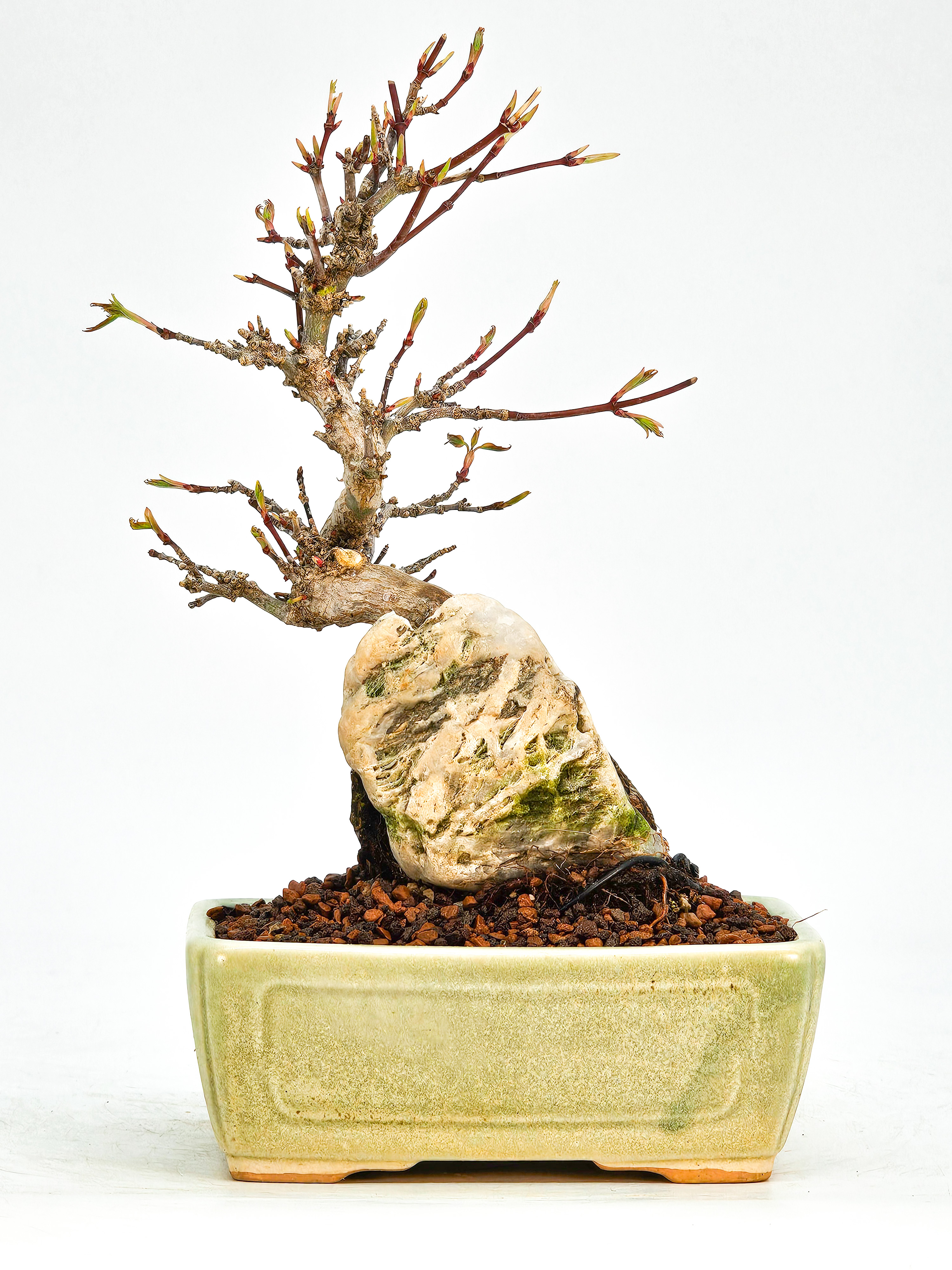 Bonsai Fächerahorn Acer Palmatum Shohin 17cm