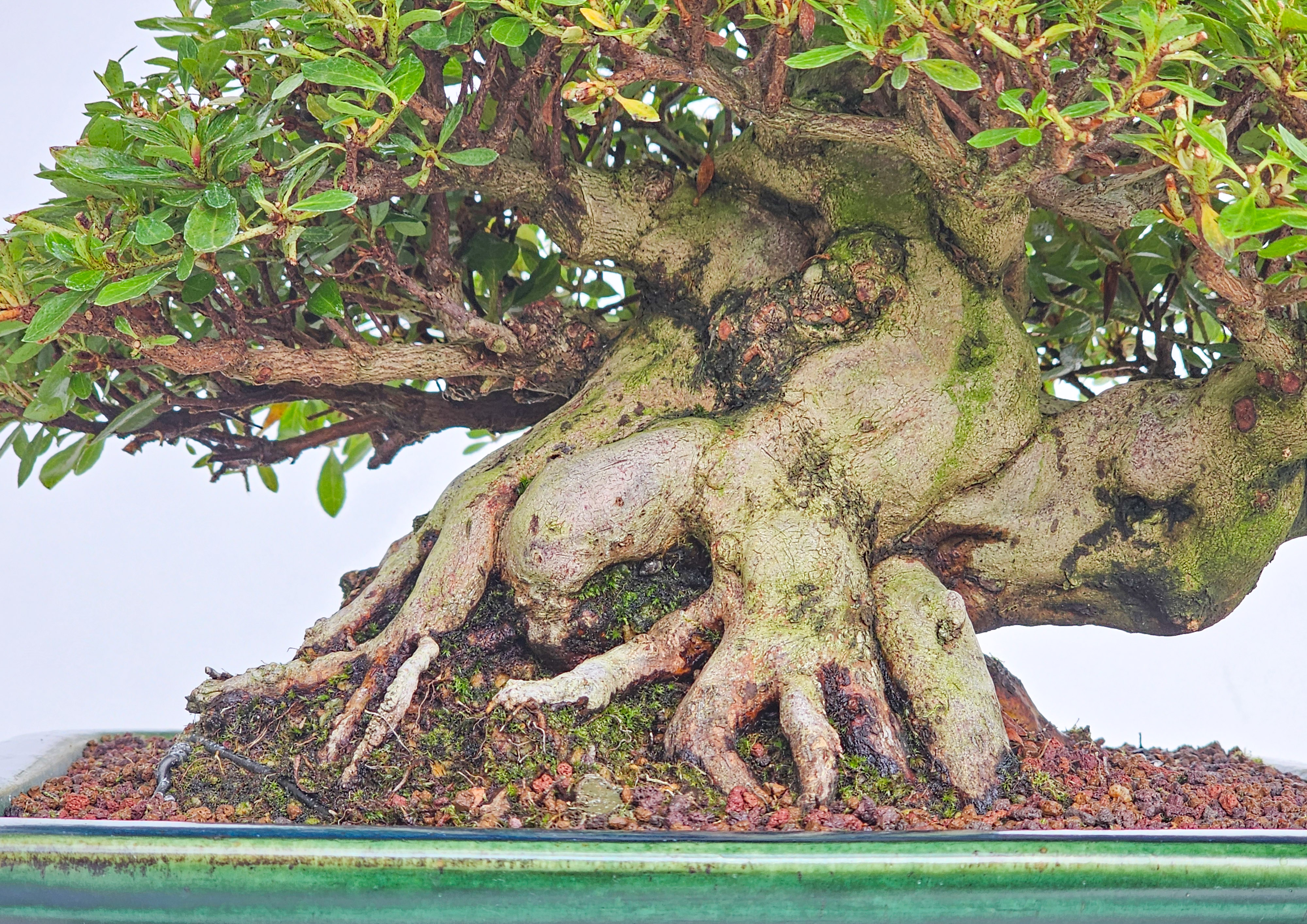 Bonsai Premium Azalee - Rhododendron indicum - Beni Gumo Shohin 20cm