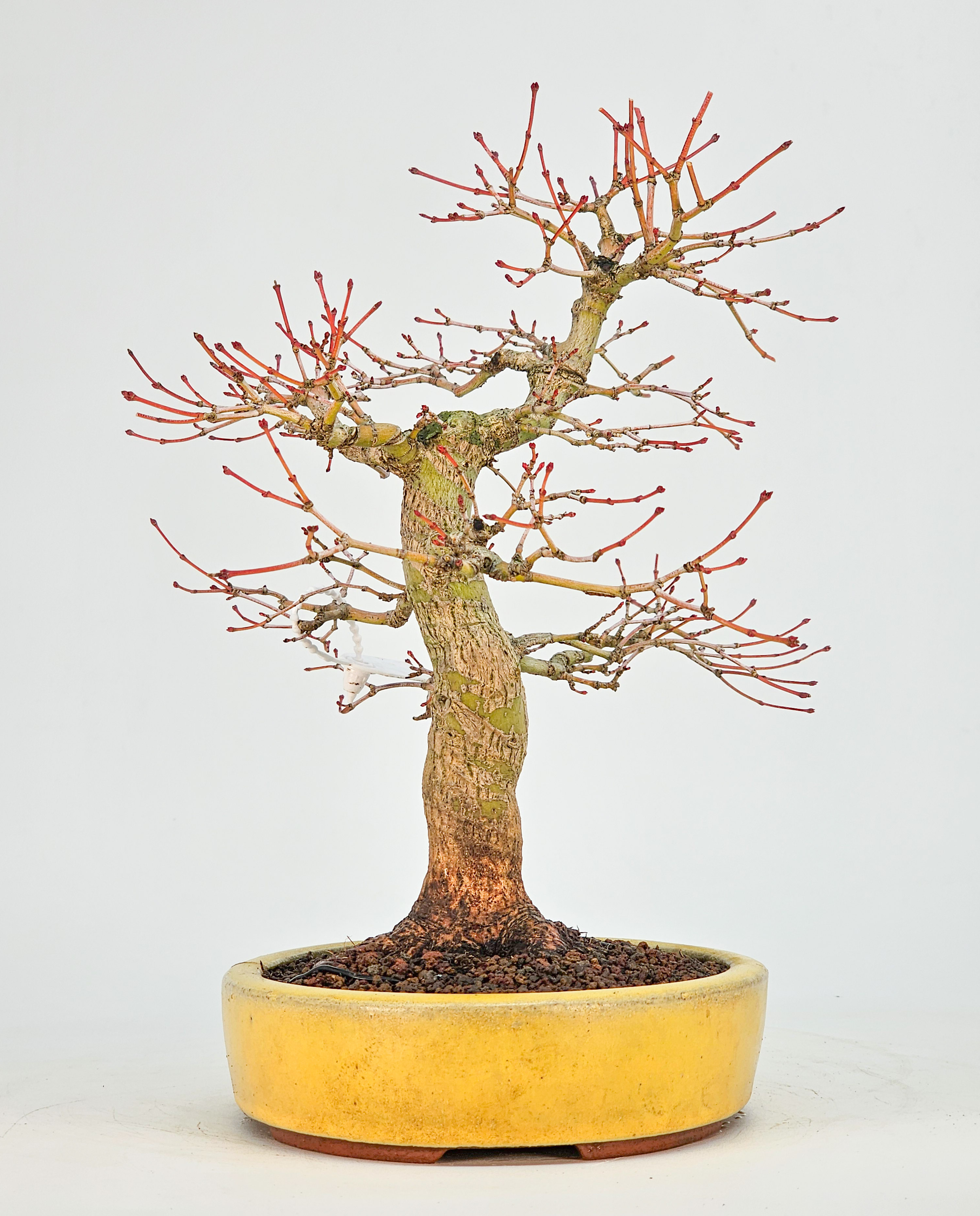 Bonsai Fächerahorn - Acer Palmatum Katsura 23cm