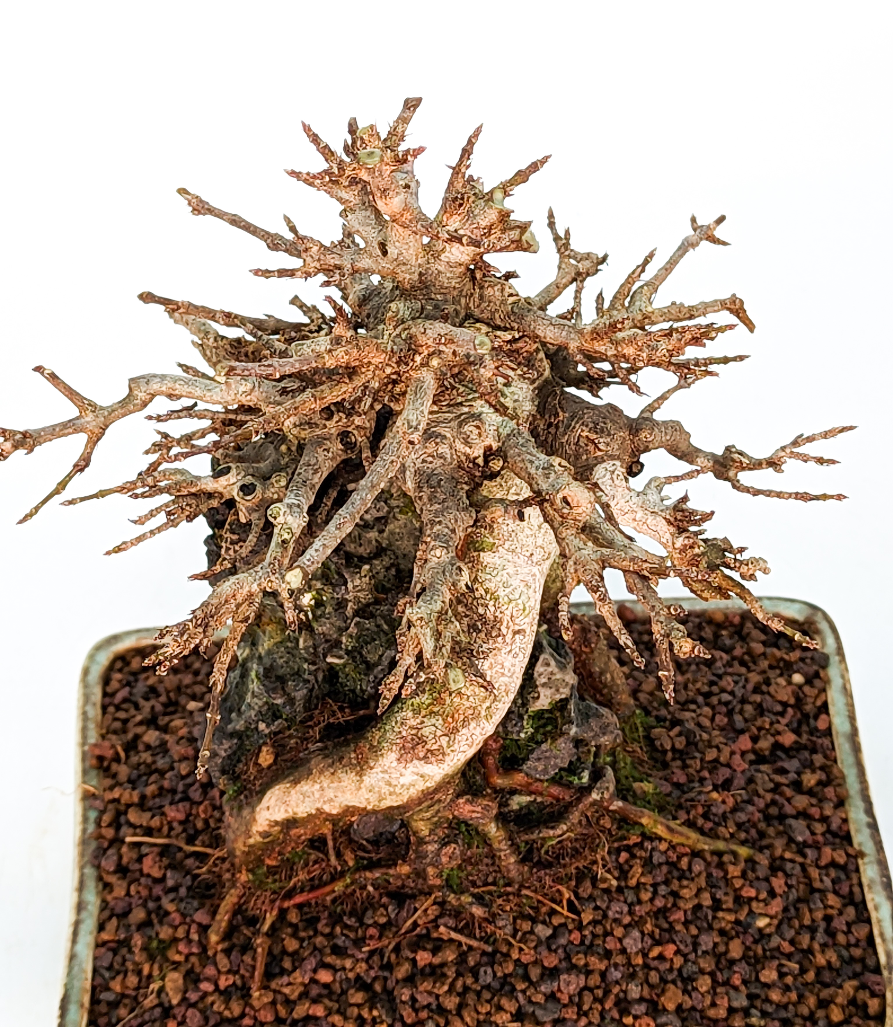 Bonsai Dreispitzahorn  - Acer buergerianum Shohin 16cm   