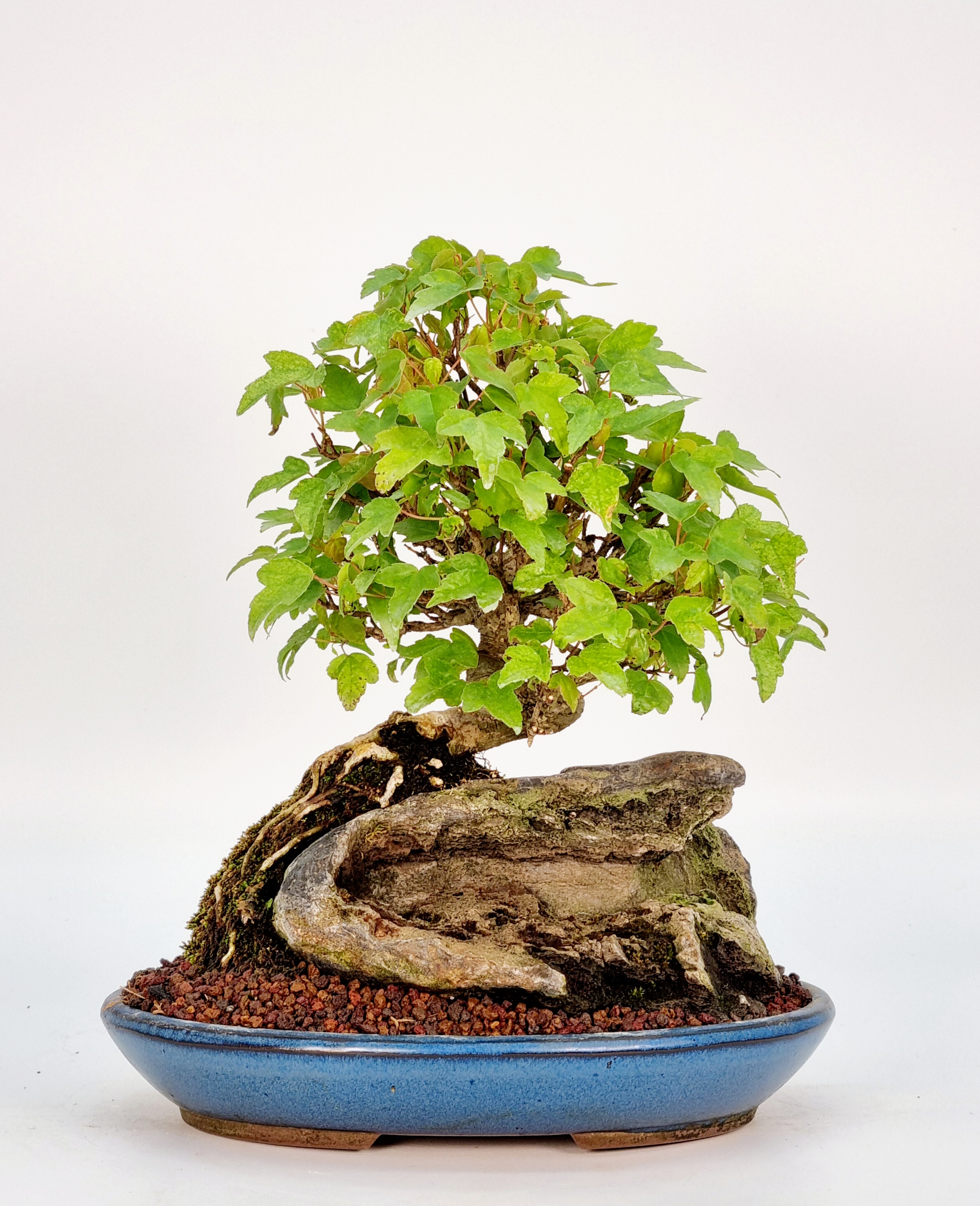 Bonsai Dreispitzahorn  - Acer buergerianum Shohin 18cm  