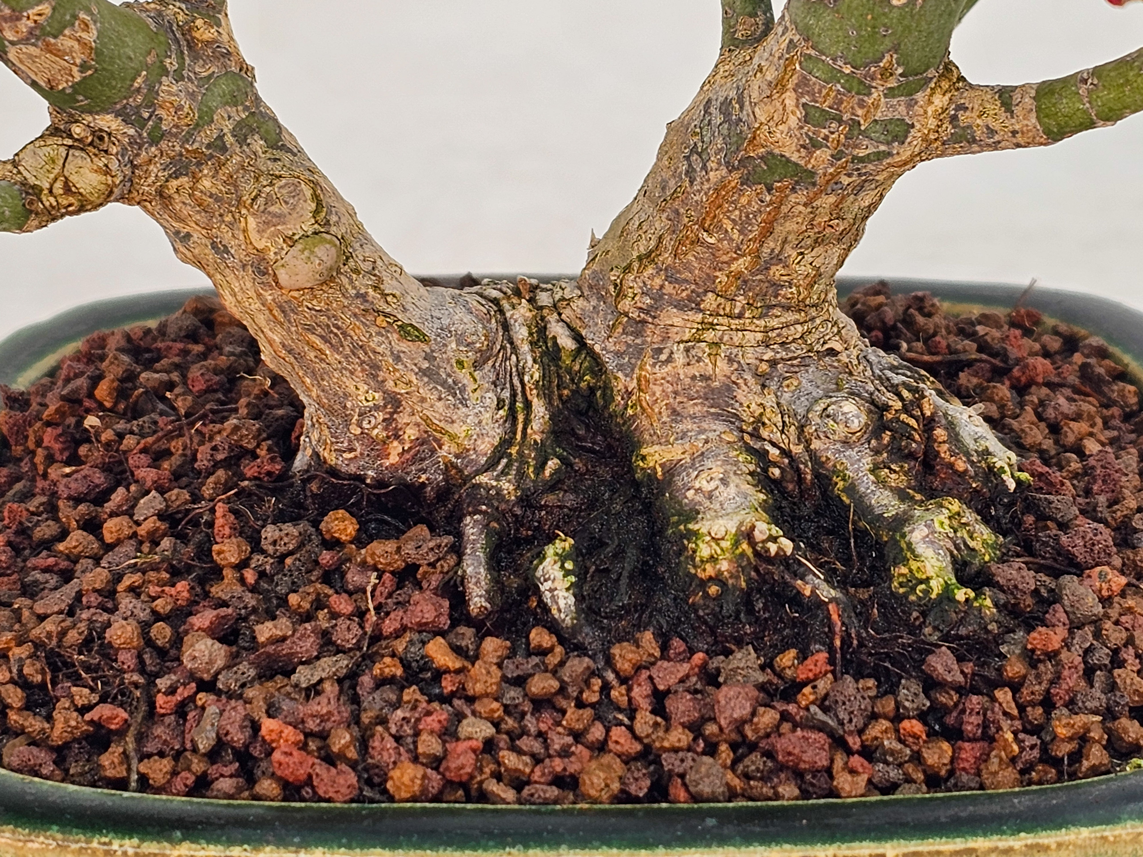 Bonsai Fächerahorn - Acer palmatum Orihime Shohin 17cm 