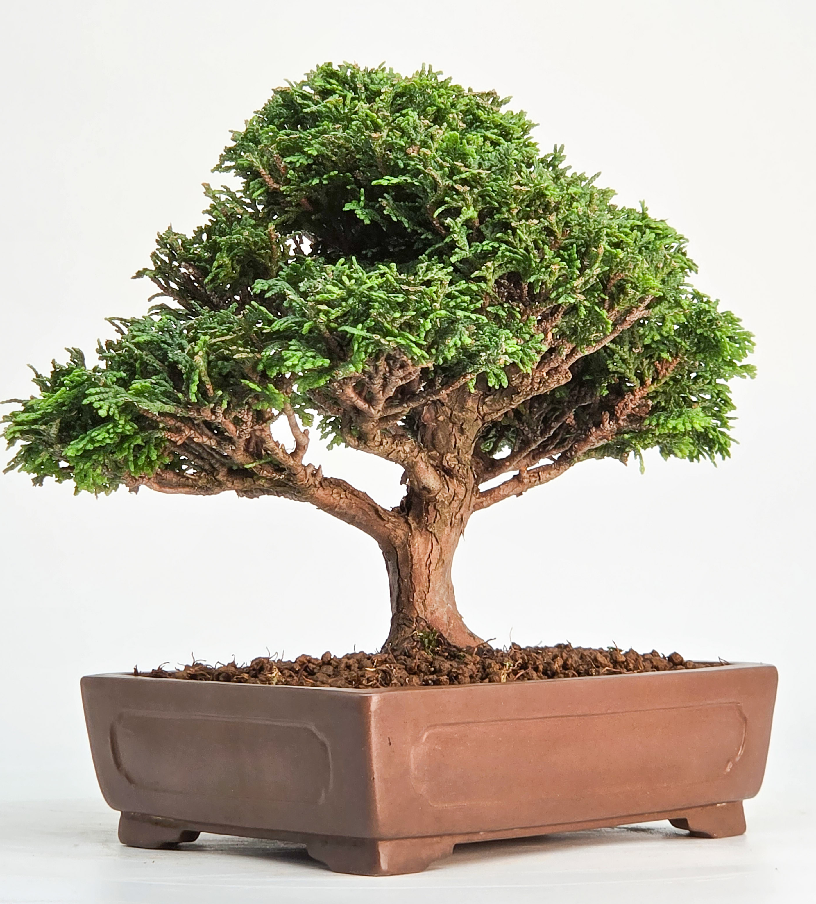 Bonsai Muschelzypresse - Chamaecyparis obtusa Shohin 17cm