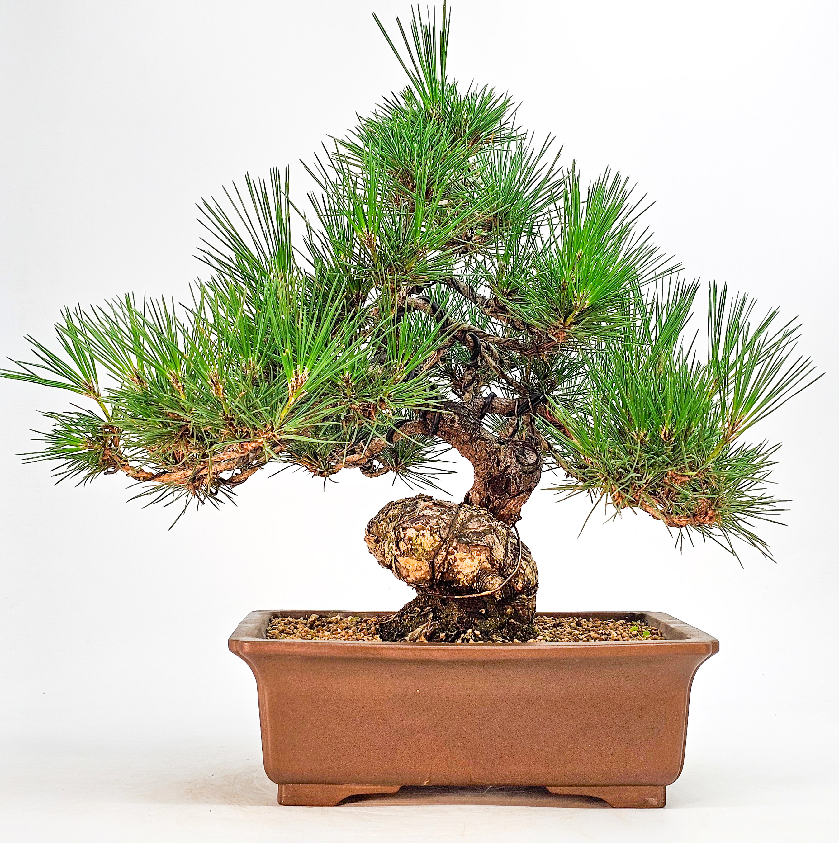 Bonsai Schwarzkiefer - Pinus thunbergii 33,5cm 