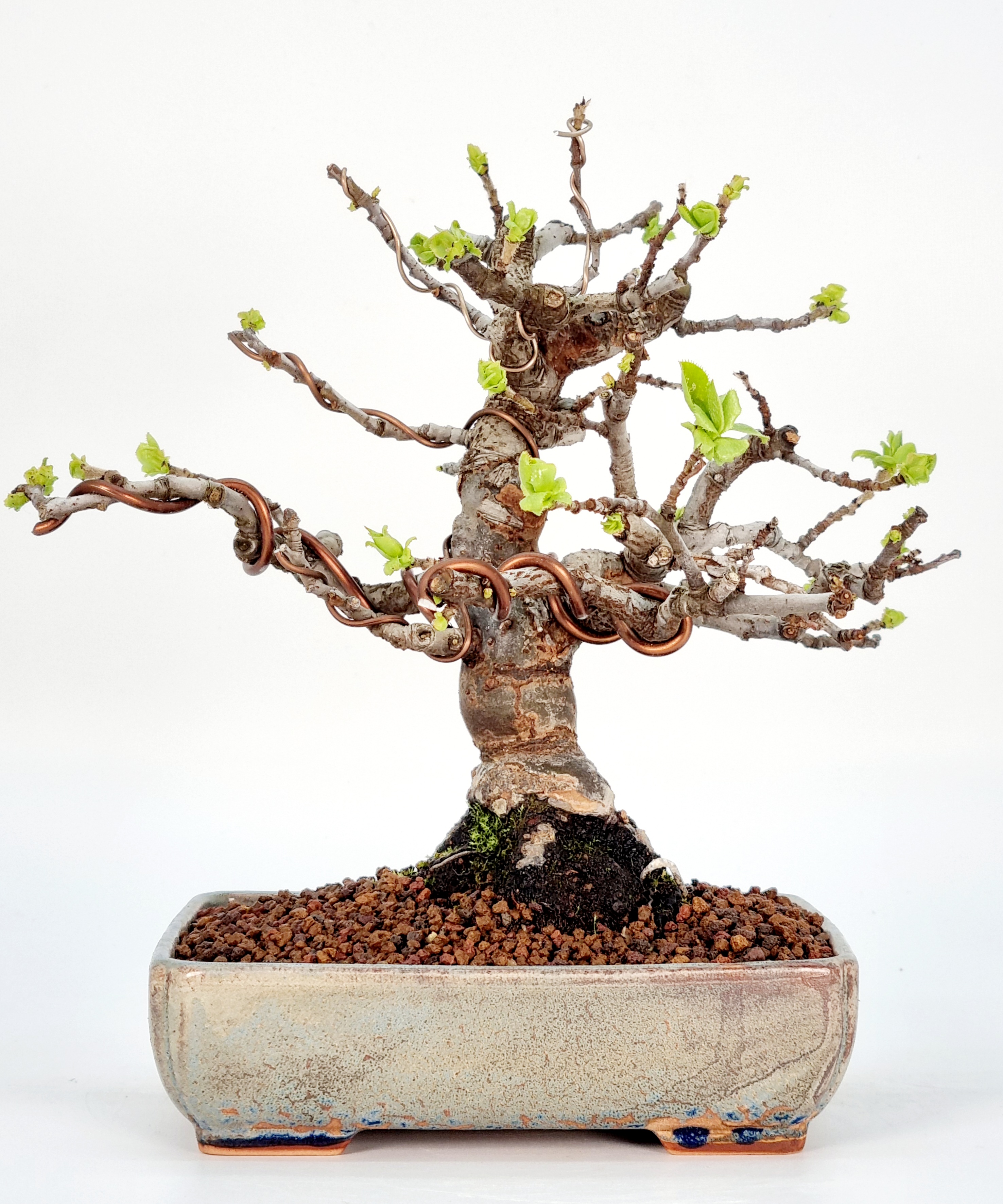 Bonsai Quitte - Pseudocydonia sinensis Shohin 16cm