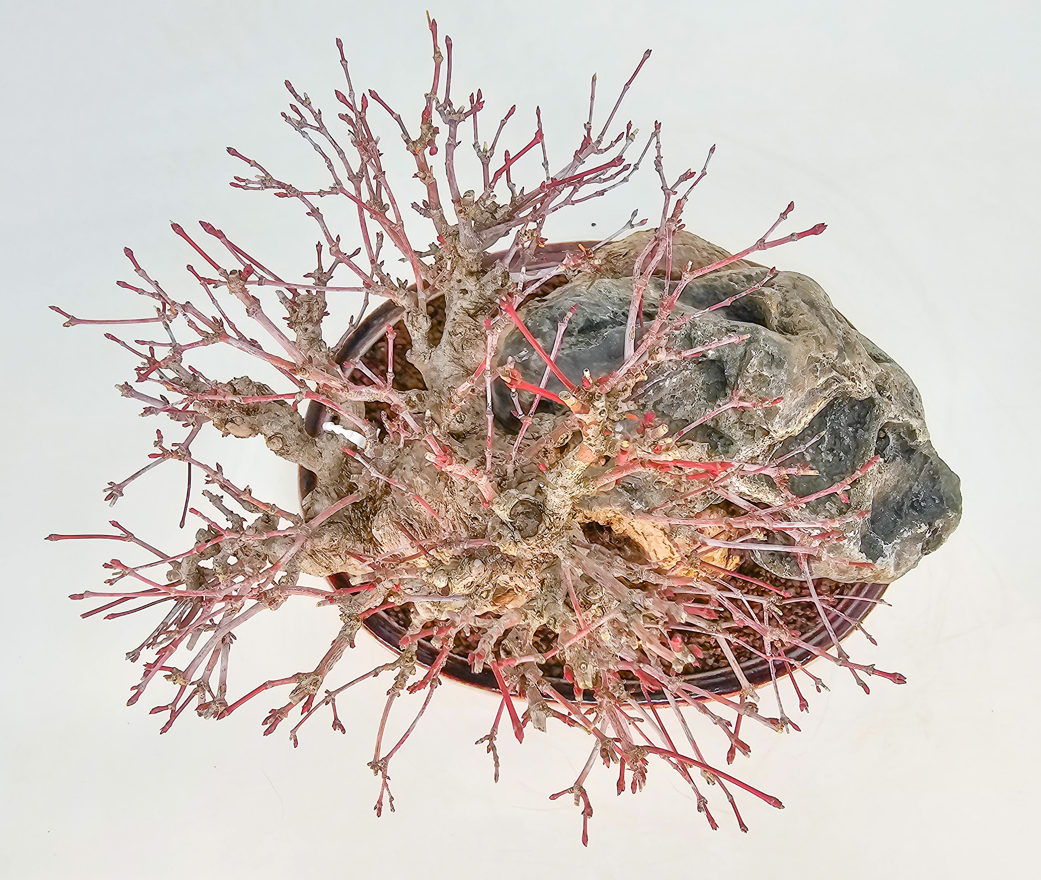 Bonsai Premium Fächerahorn - Acer palmatum Ishizuki Shohin 21cm