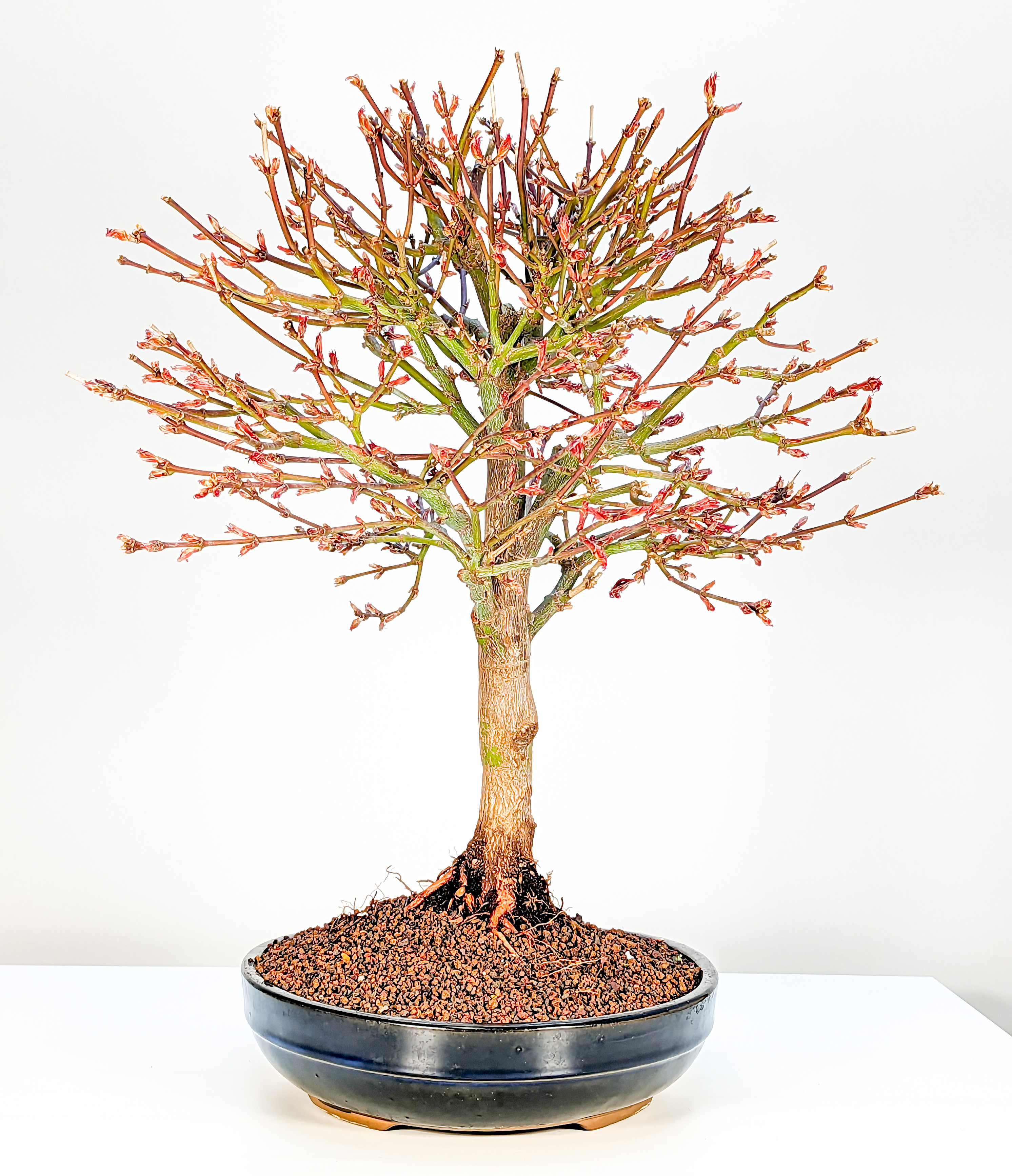 Bonsai Fächerahorn Acer palmatum Shaina 21 Jahre 49cm 