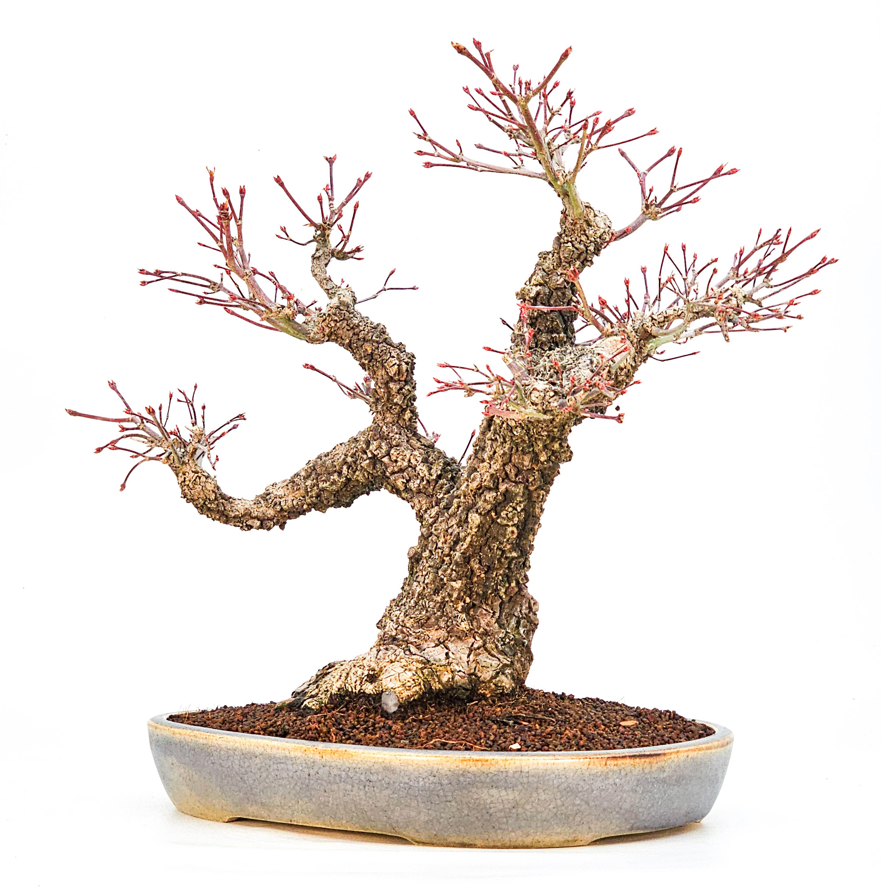 Bonsai Fächerahorn - Acer palmatum Arakawa 37cm - Video!!