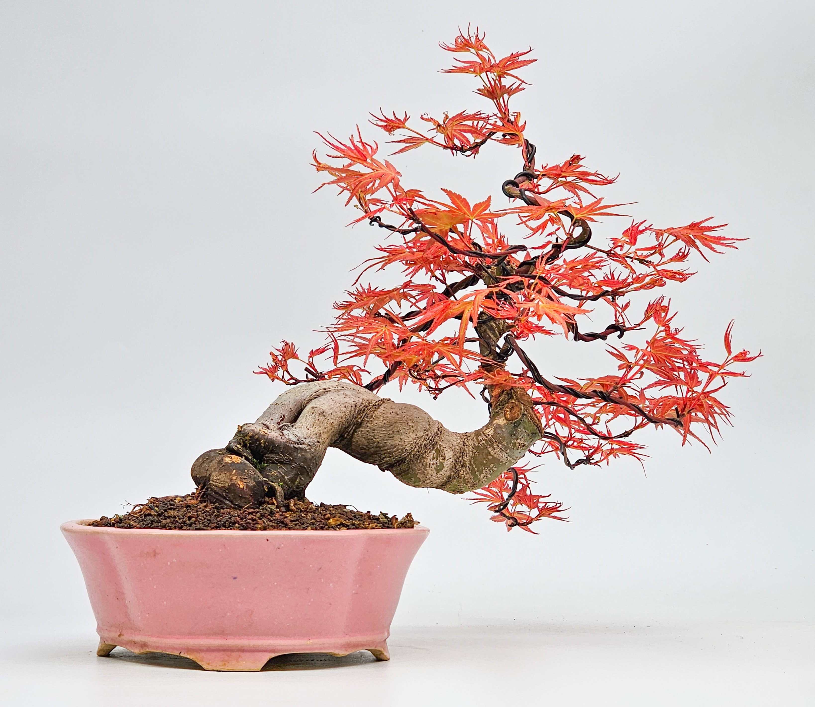 blauregen kaninchen Afrikanischer Blauregen Bonsai Samen mit hoher Keimrate main image 1