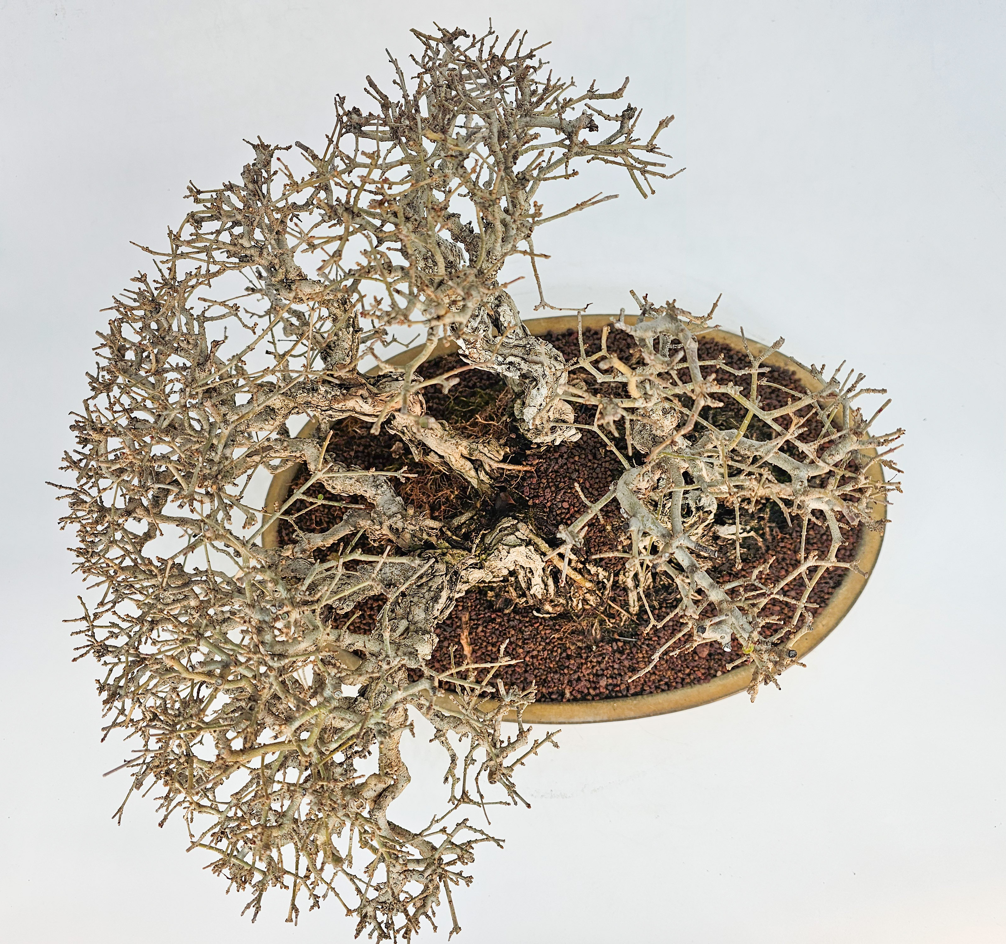 Bonsai Japanischer Liguster - Ligustrum japonicum 25cm