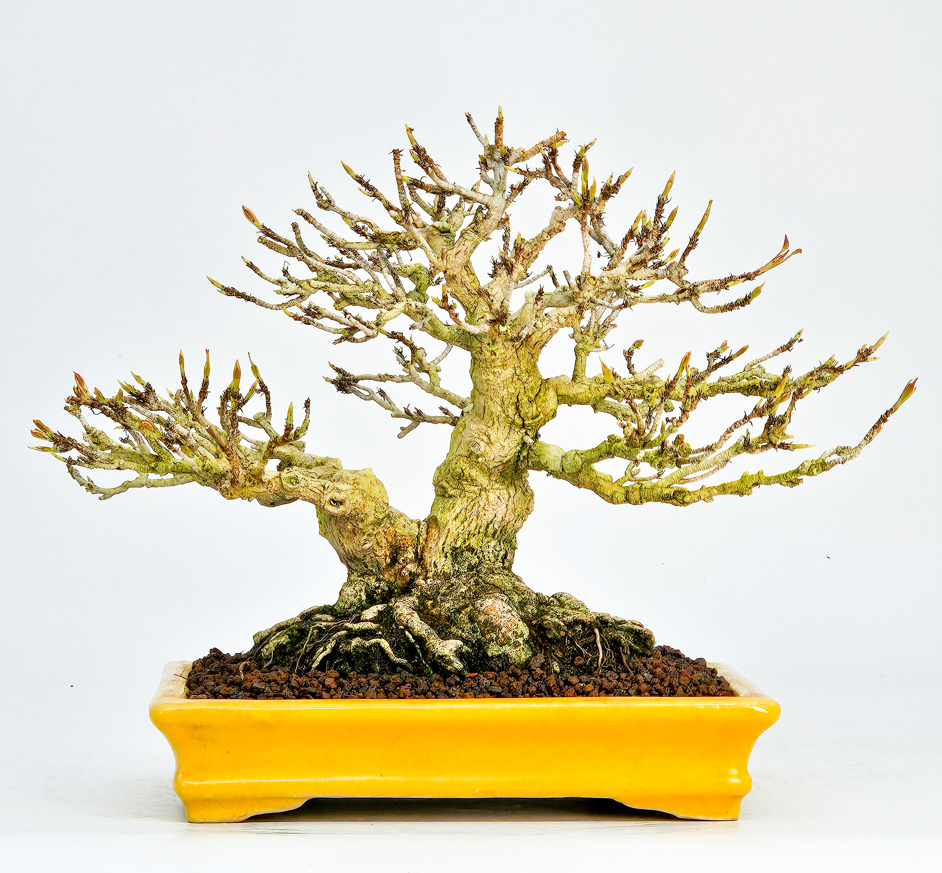 Bonsai Dreispitzahorn  - Acer buergerianum Shohin 16cm   