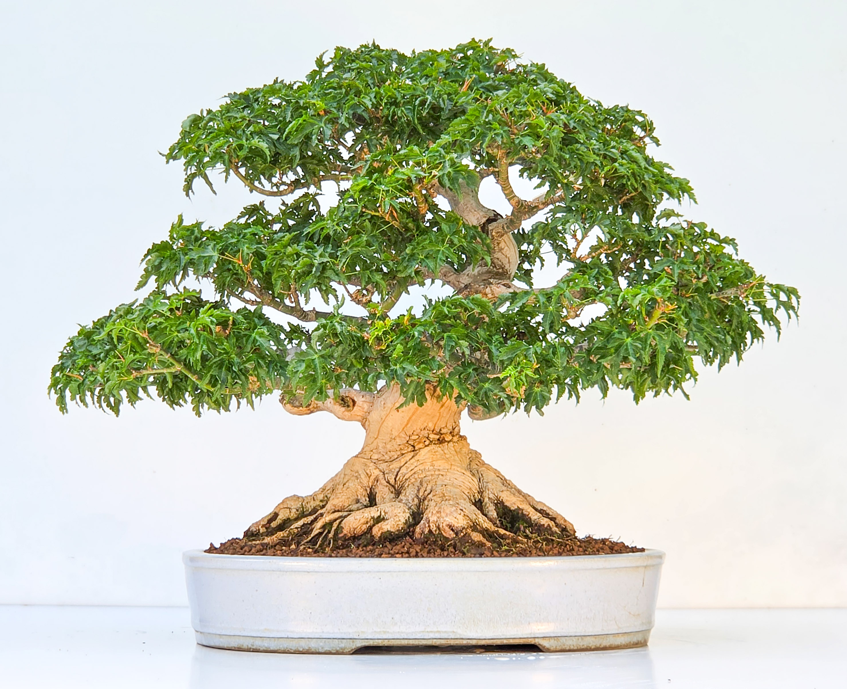 Bonsai Premium Löwenkopfahorn- Acer palmatum Shishigashira 40cm Video!!