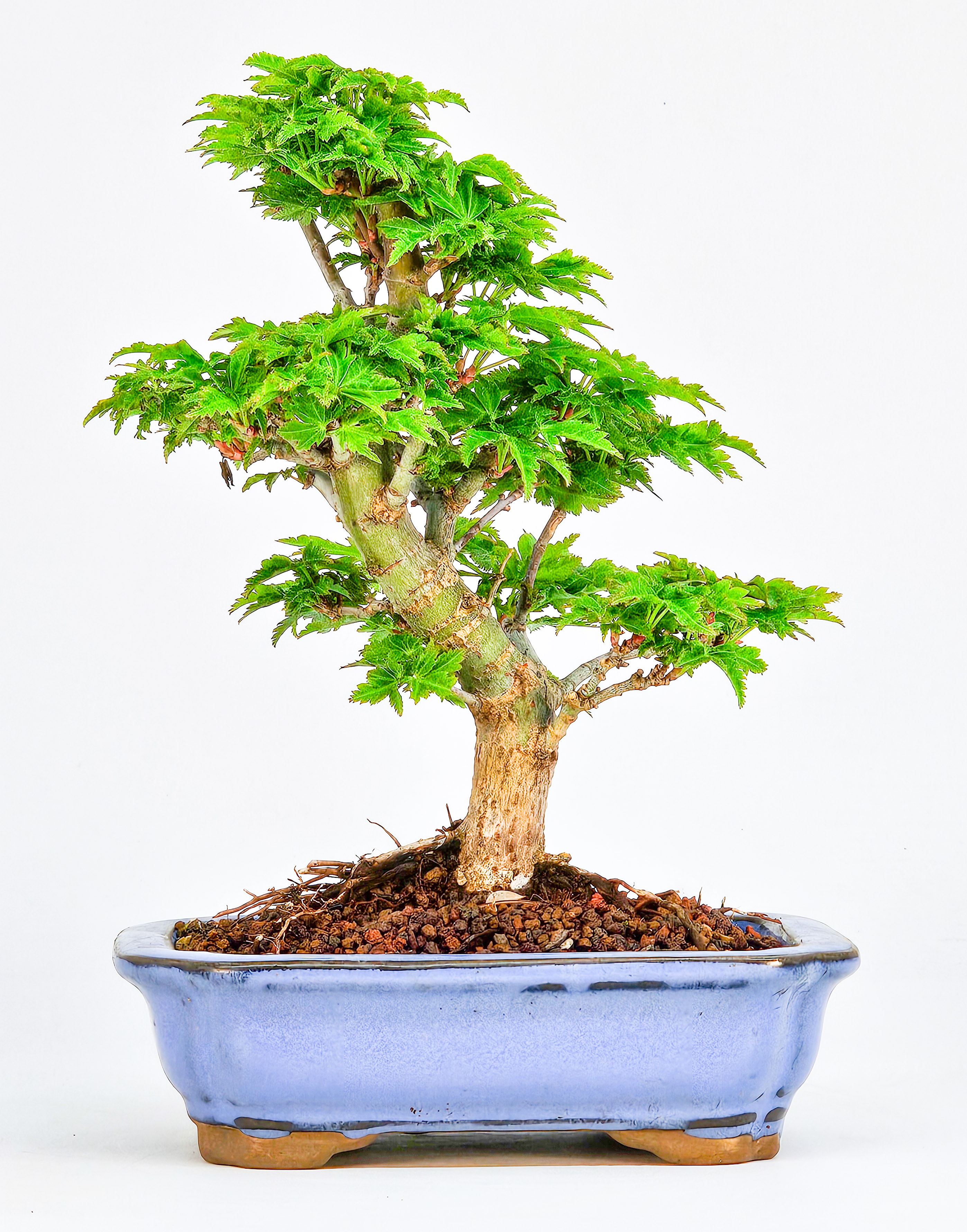 Bonsai Löwenkopfahorn- Acer palmatum Shishigashira Shohin 15cm