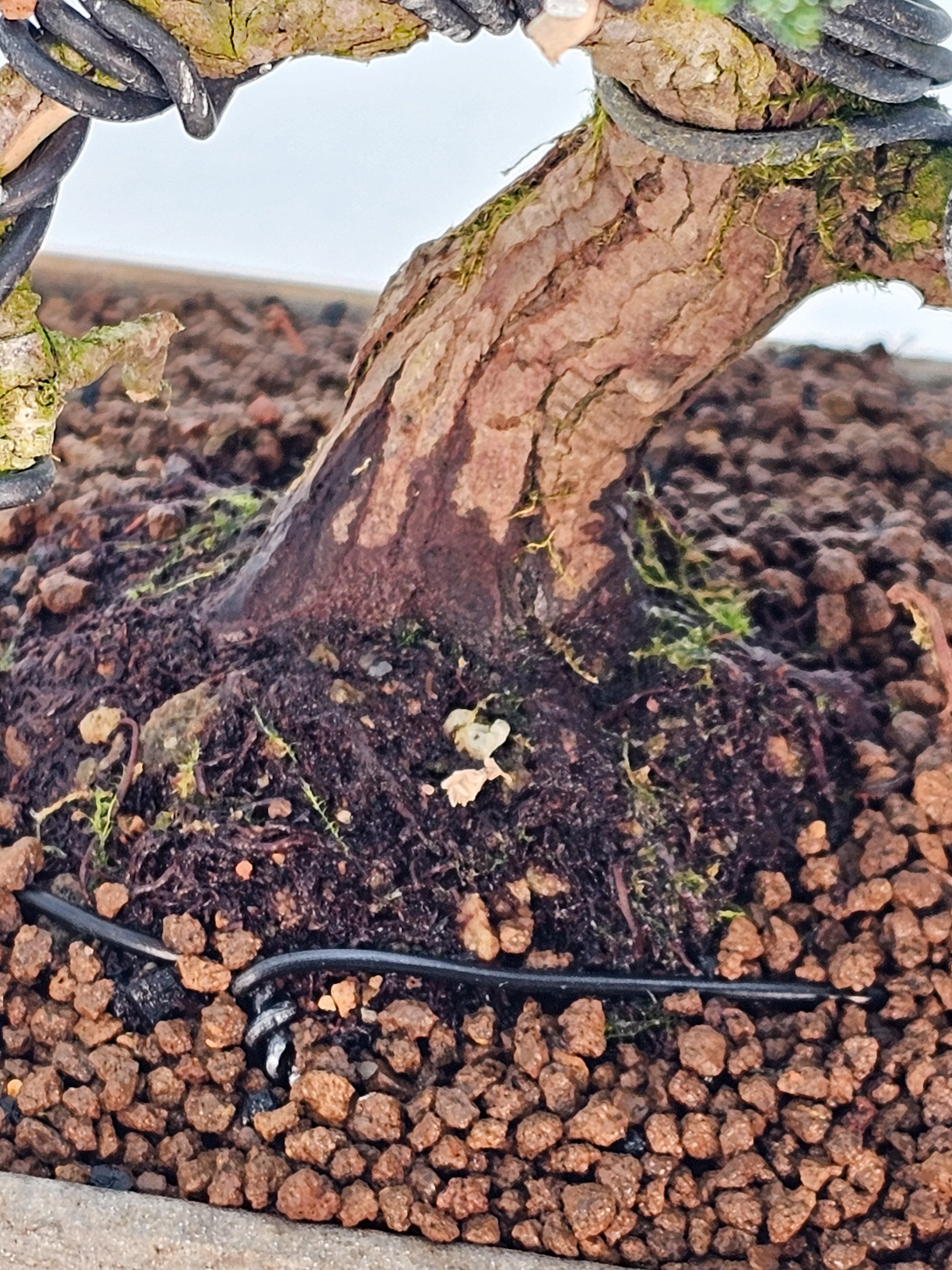 Bonsai Chamaecyparis obtusa Sekka hinoki Shohin 14cm  