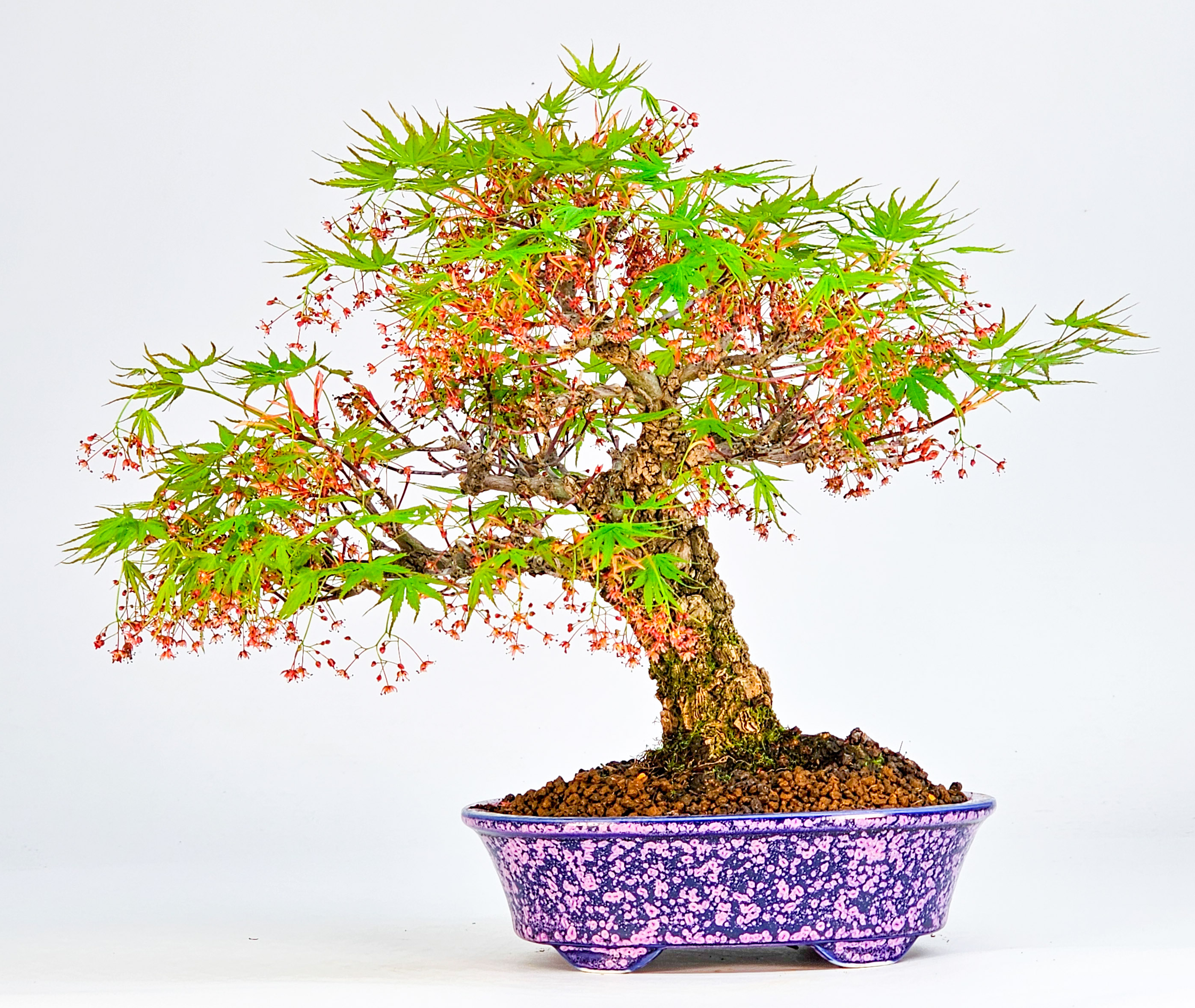 Bonsai Fächerahorn - Acer palmatum Arakawa Shohin 21cm