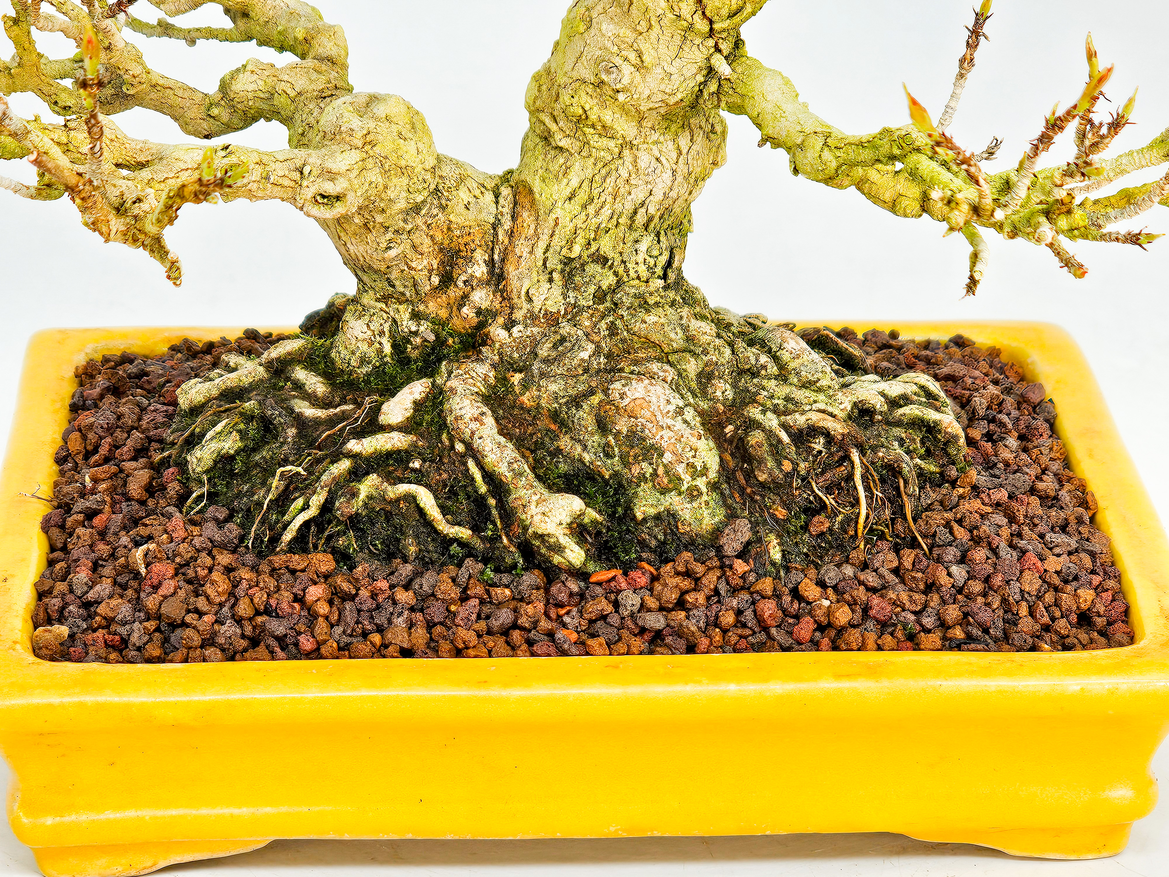 Bonsai Dreispitzahorn  - Acer buergerianum Shohin 16cm   