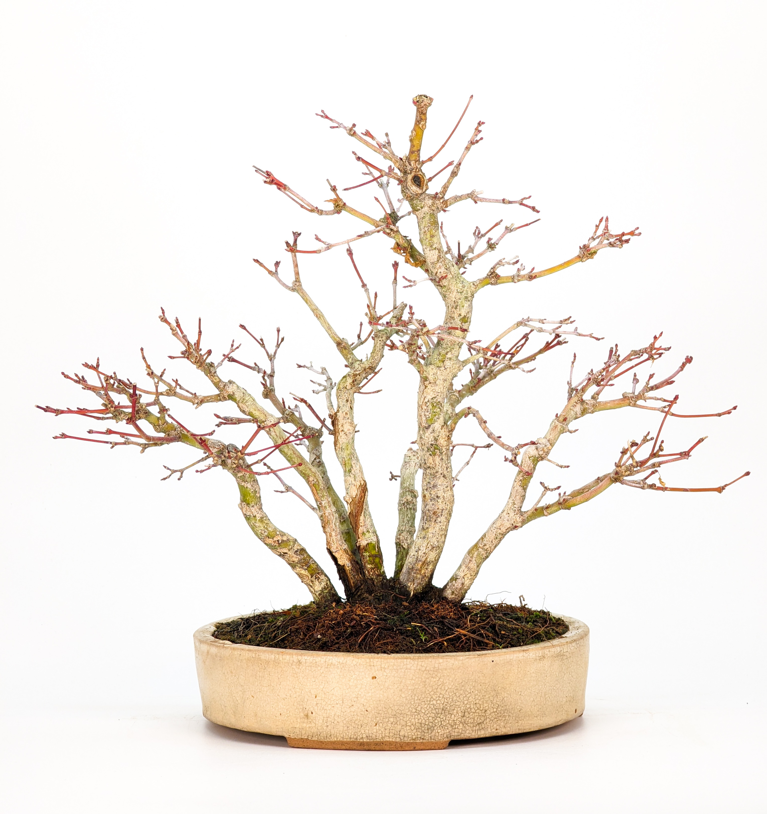 Bonsai Fächerahorn - Acer palmatum Yamamomiji Shohin Clump Style 21cm