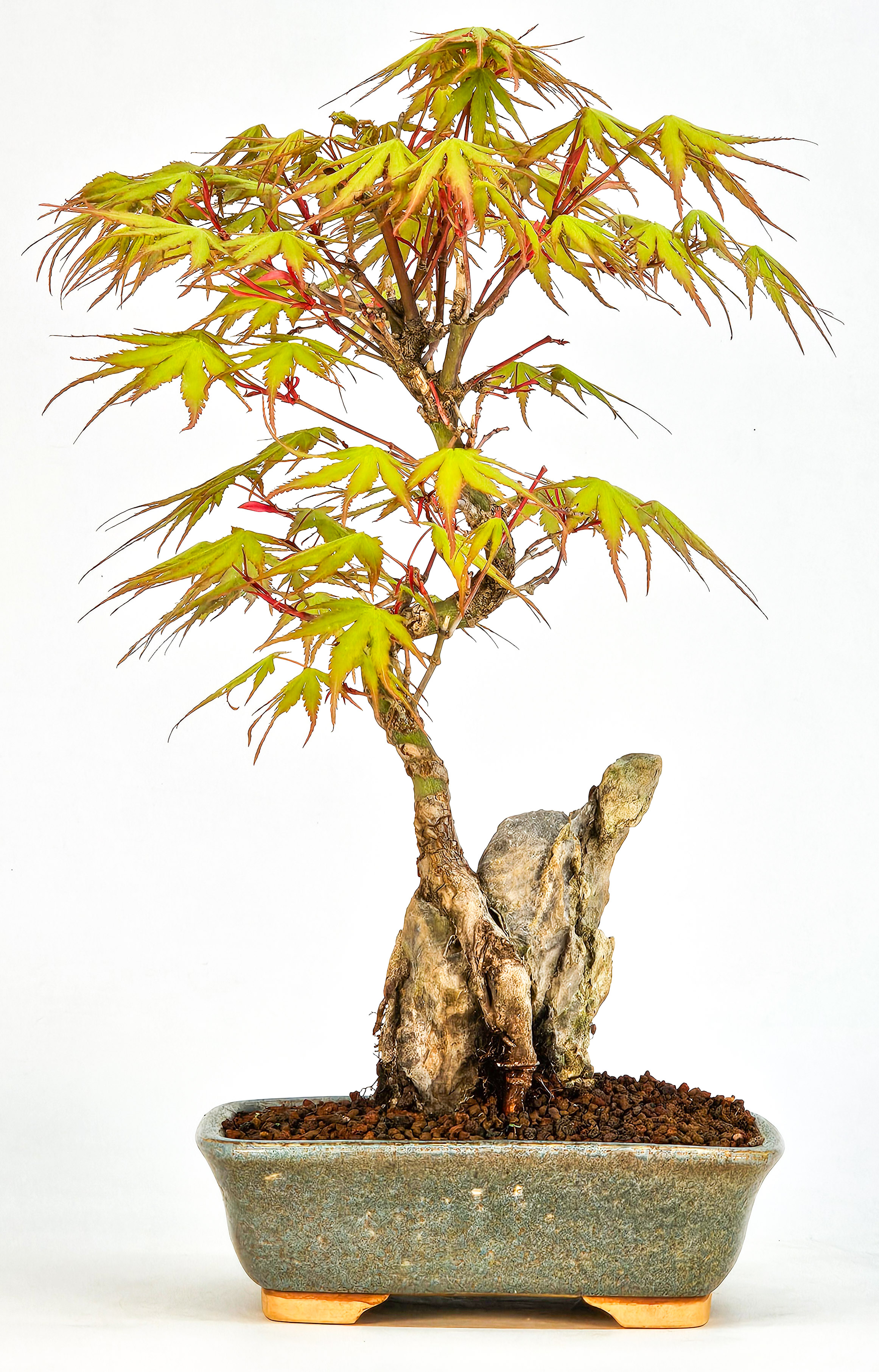 Bonsai Fächerahorn - Acer palmatum Arakawa 25cm  
