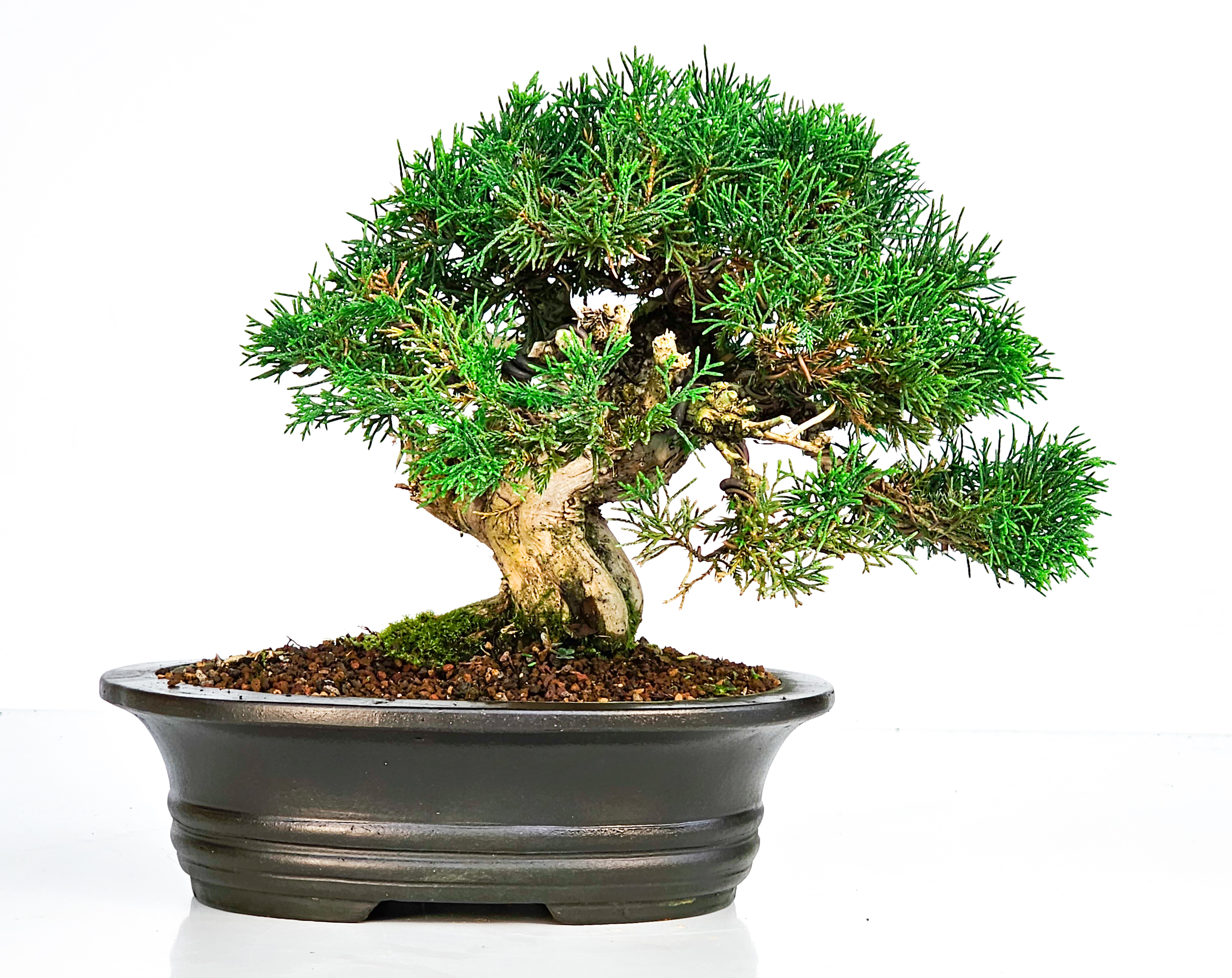 Bonsai Wacholder Juniperus chinensis Shohin 18cm