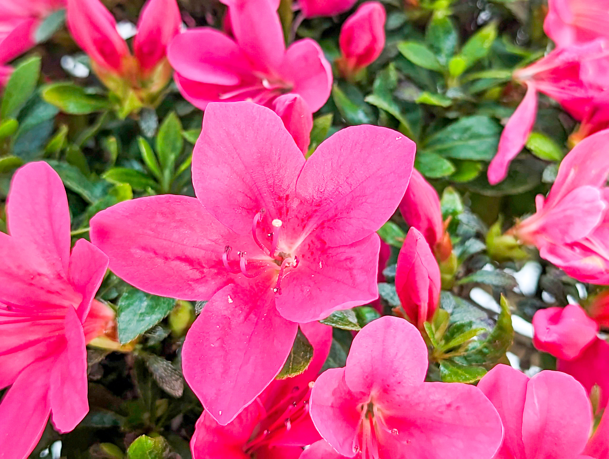 Bonsai Azalee Rhododendron indicum Osakazuki Asahi Shine 24cm