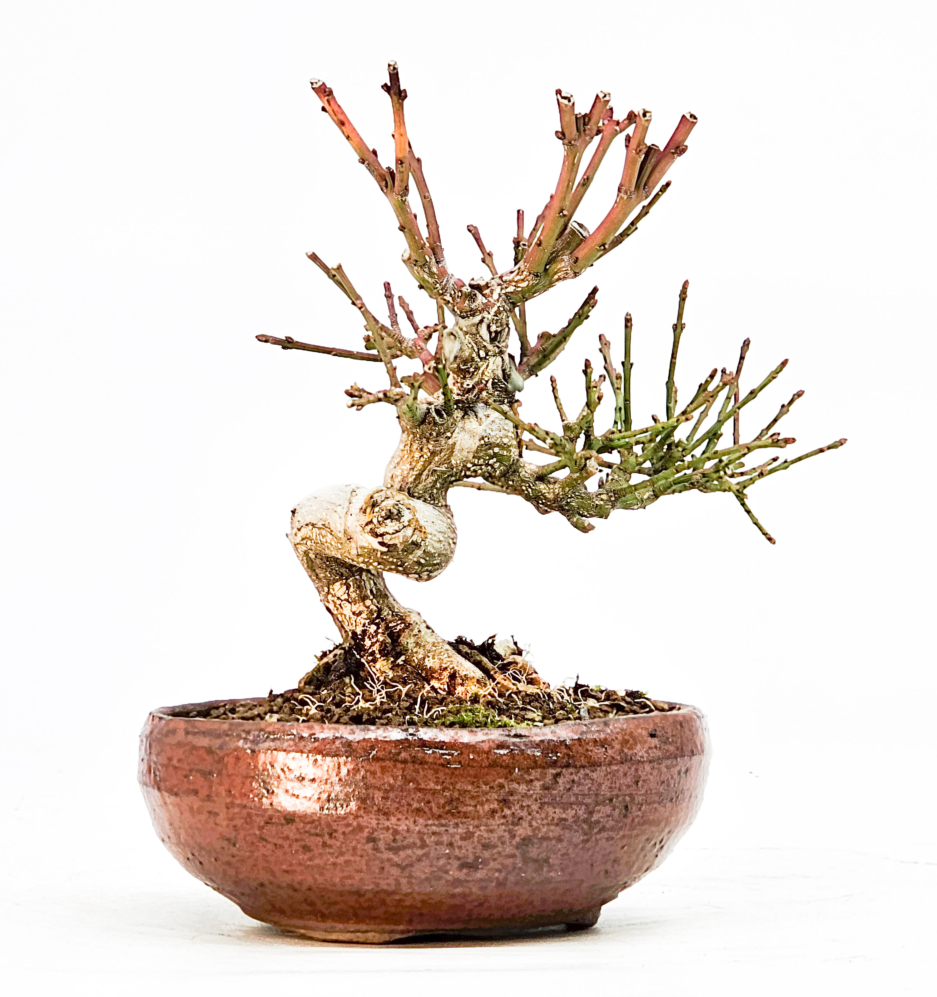  Bonsai Pfaffenhütchen - Euonymus Shohin 12cm 