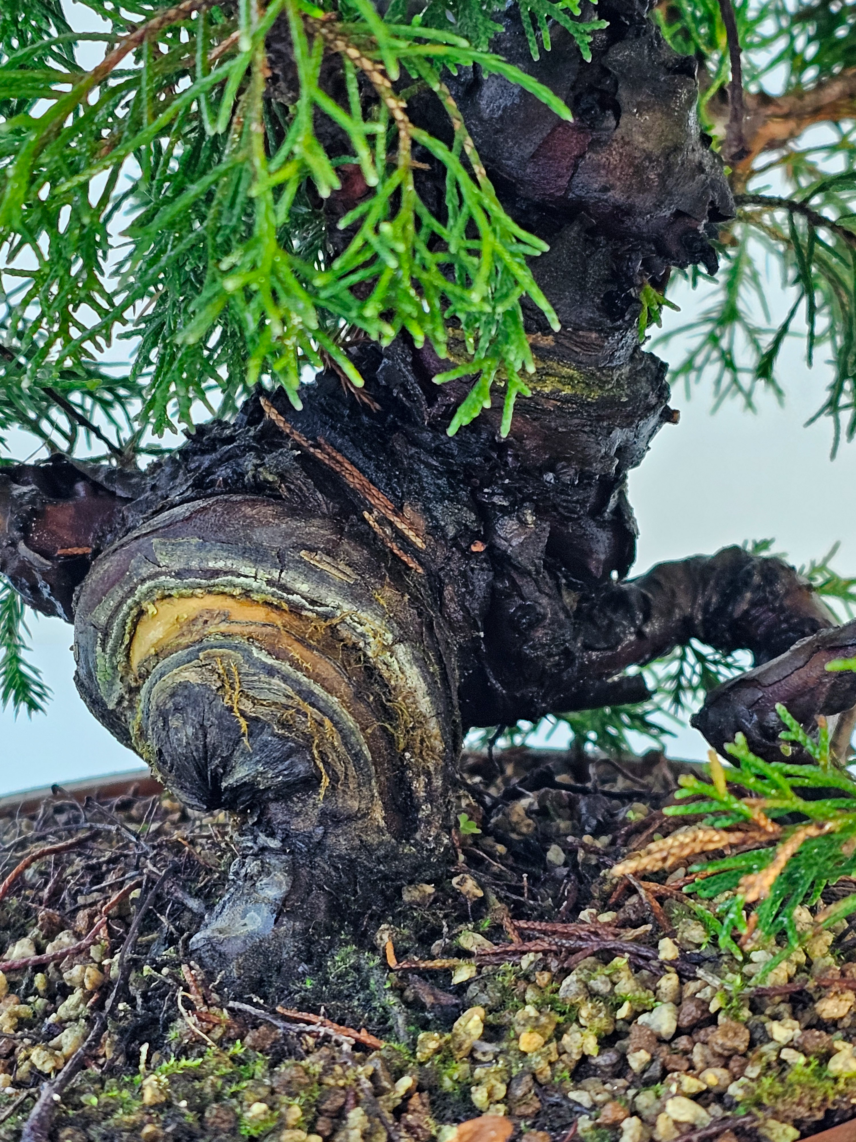 Bonsai Wacholder Juniperus chinensis shimpaku 43cm
