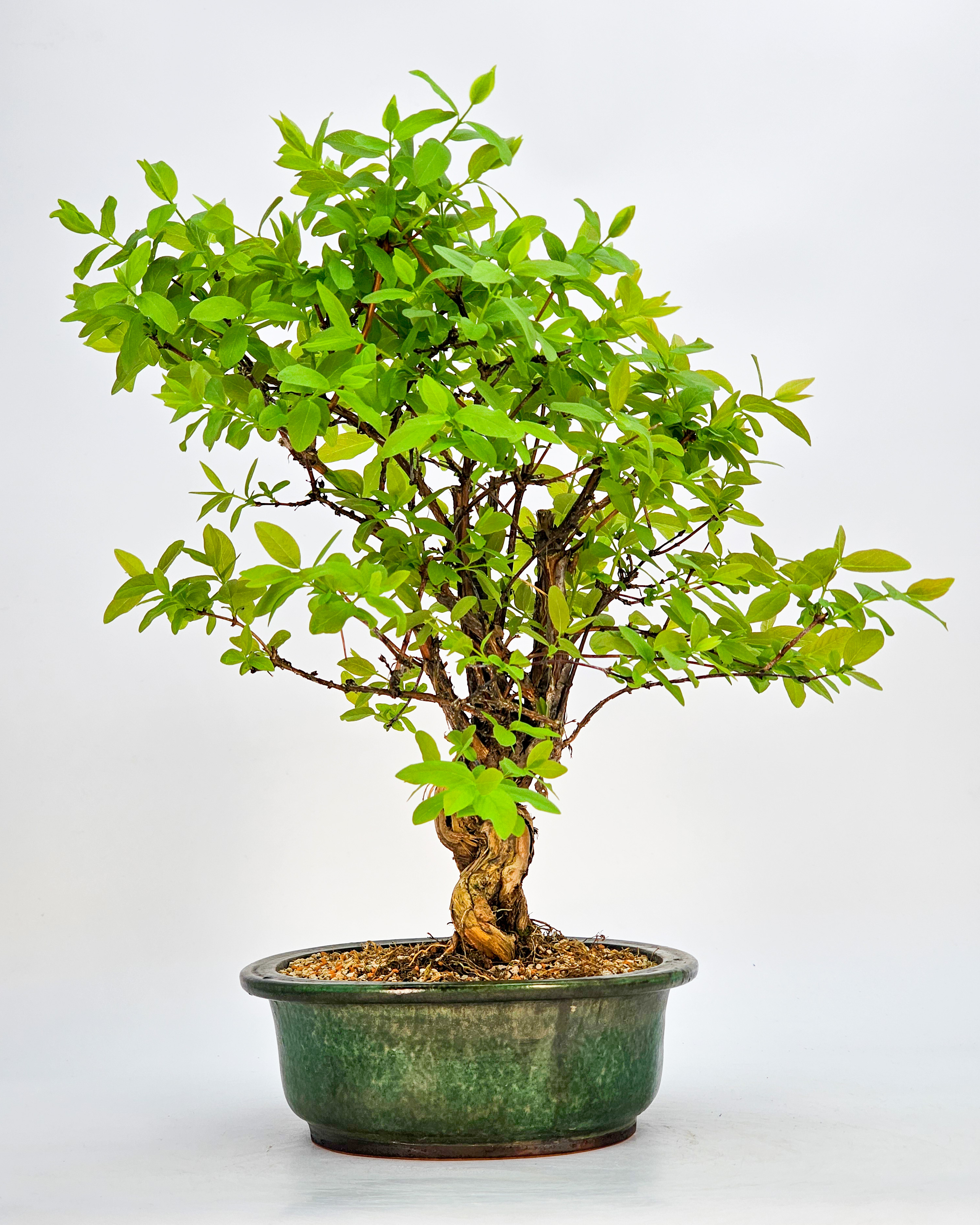 Bonsai Blaue Heckenkirsche - Lonicera caerulea 30cm