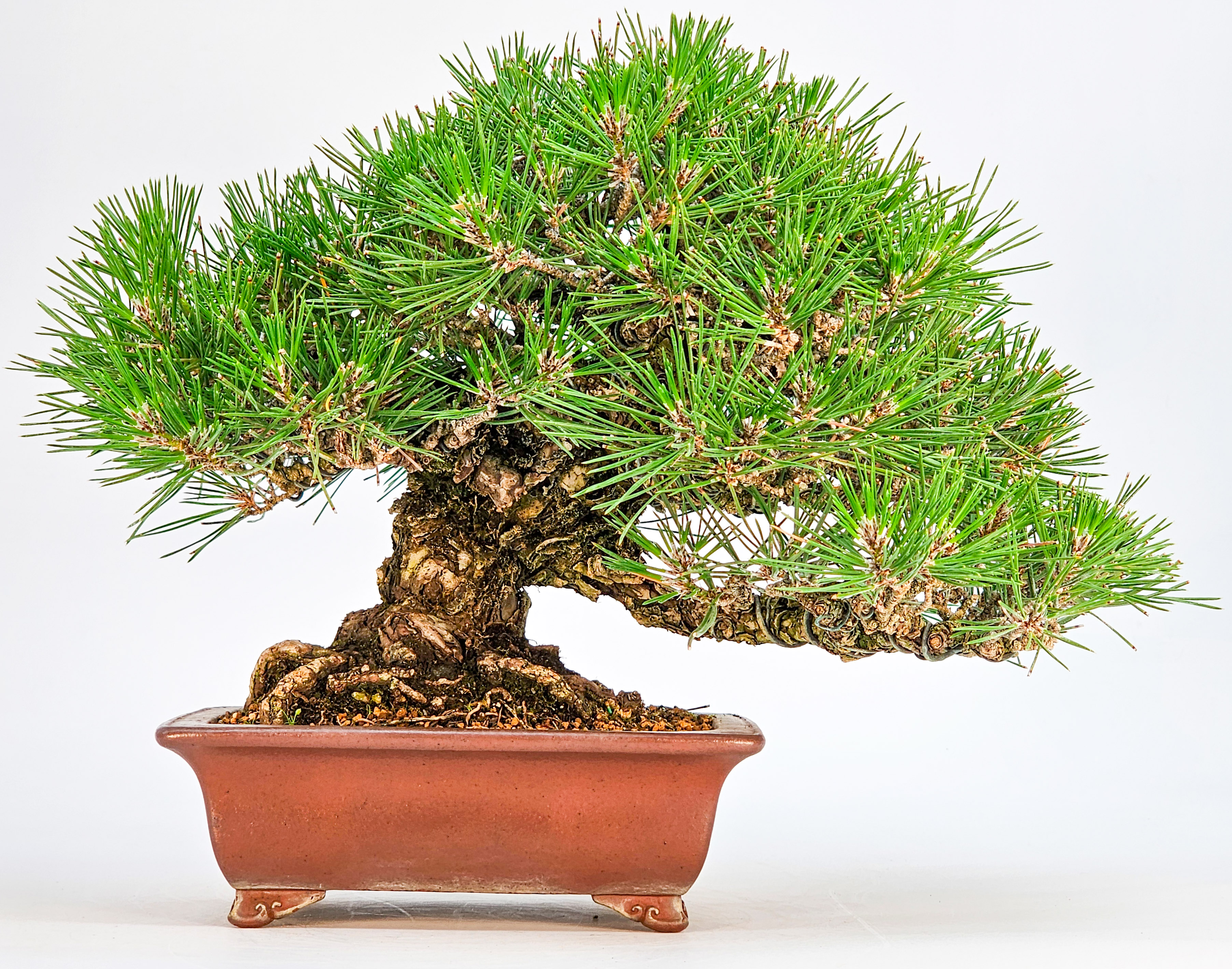 Bonsai Schwarzkiefer - Pinus thunbergii Shohin 20,5cm