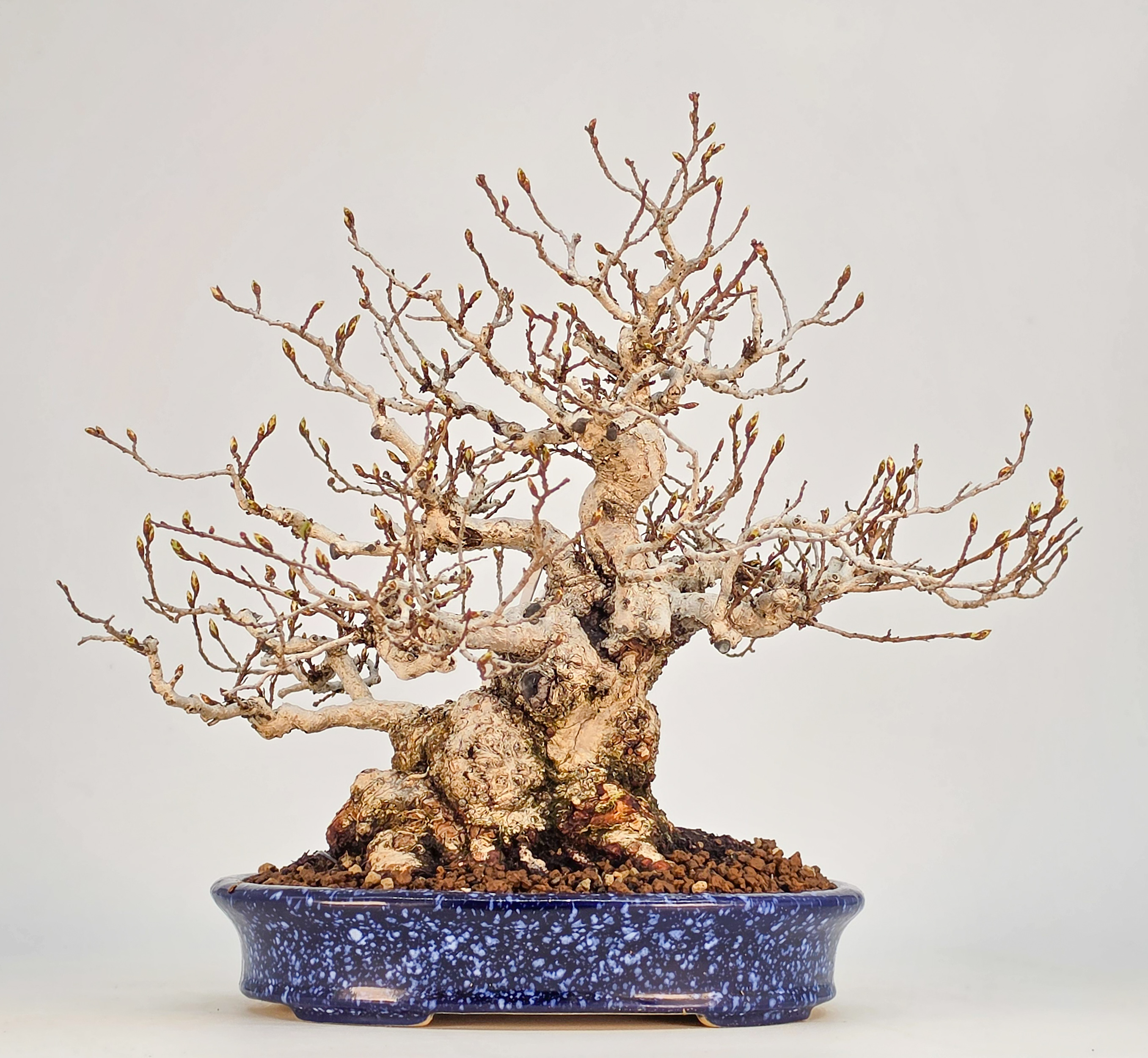 Bonsai Premium Koreanische Hainbuche - Carpinus coreana Shohin 21cm Video!!