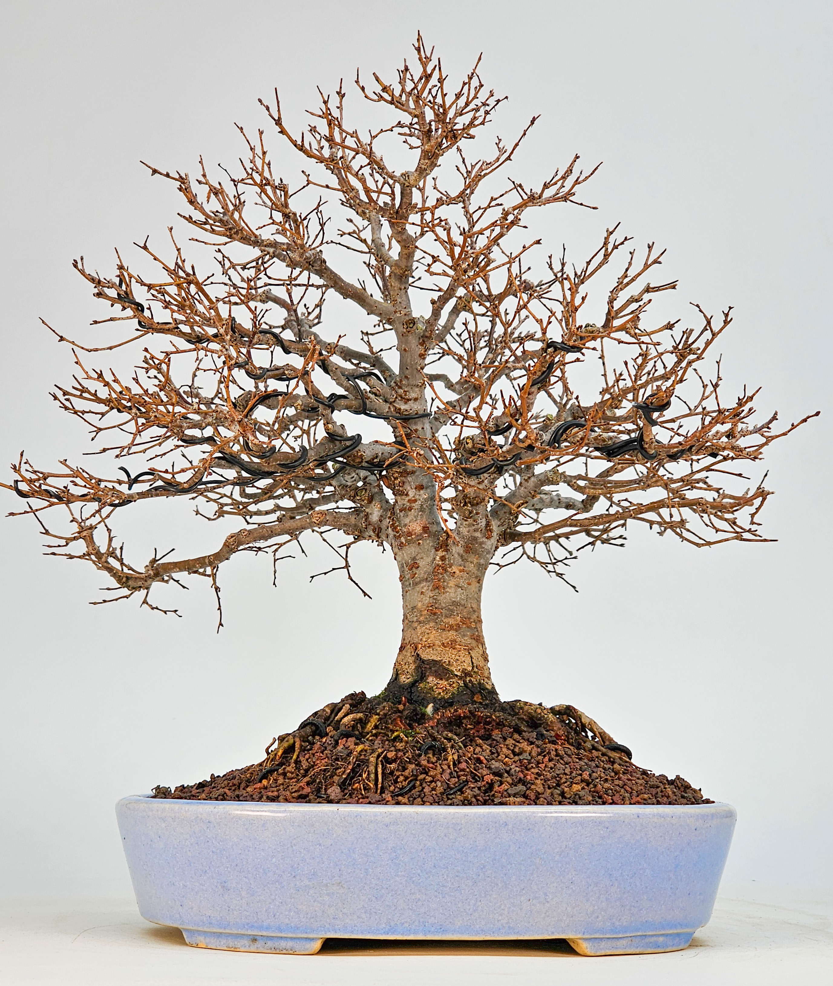Bonsai Premium Zelkova serrata Shohin 21cm