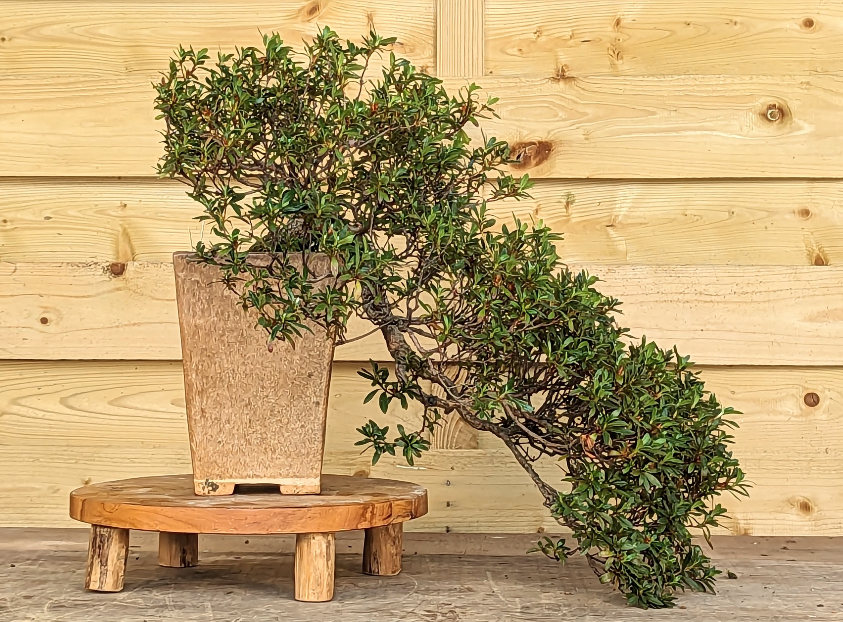 Bonsai Azalee Rhododendron indicum Kinsai Kaskade 42cm