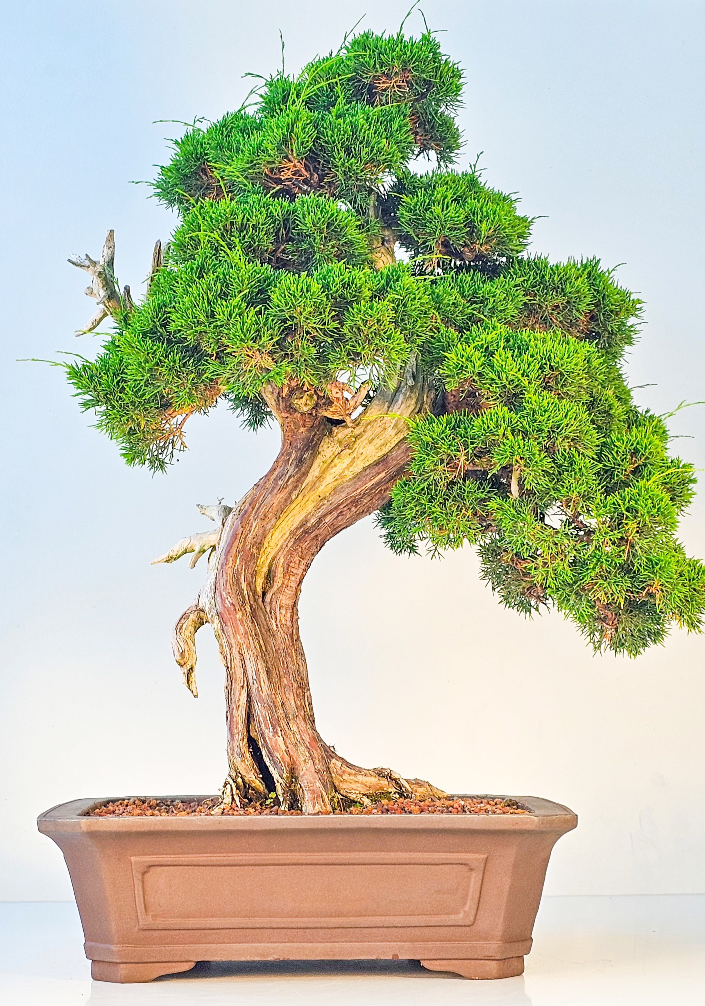 Bonsai Wacholder Juniperus chinensis shimpaku 66 cm Bonsai Wacholder Juniperus chinensis shimpaku 66 cm