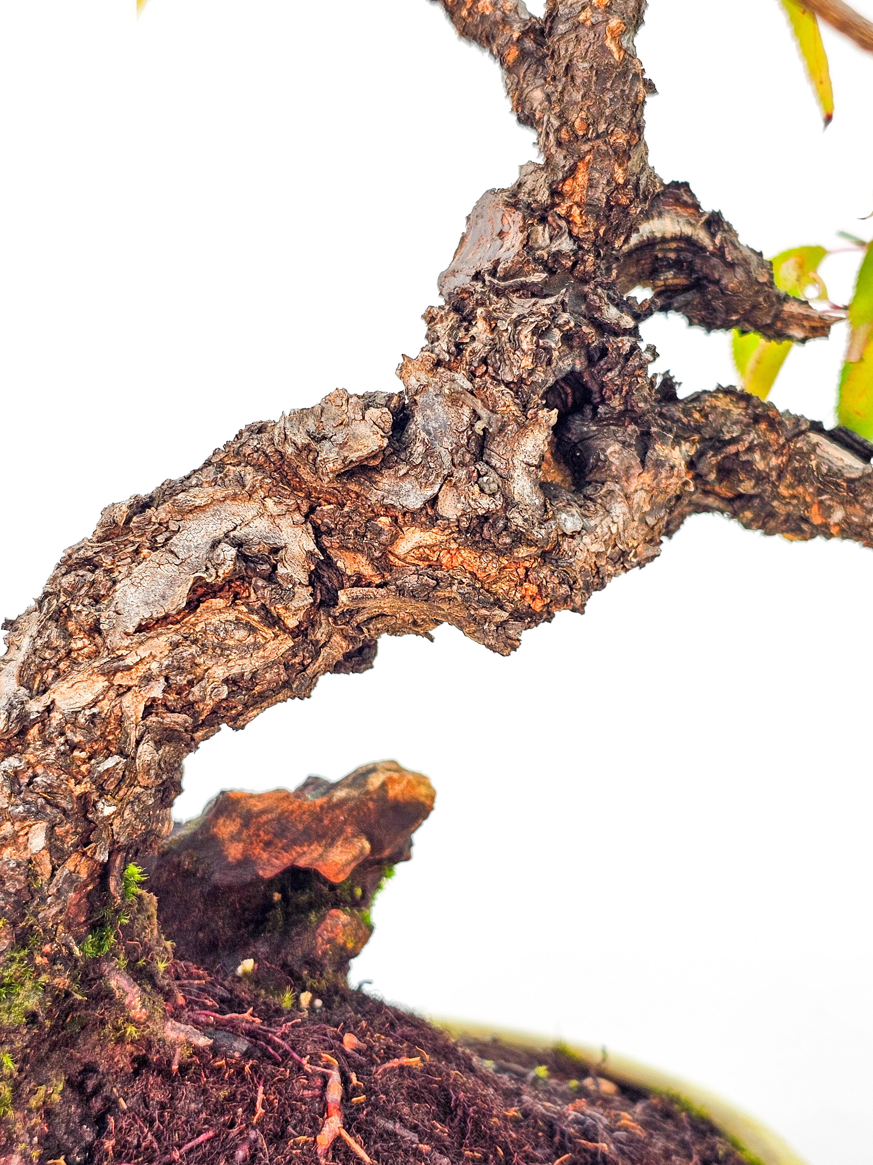 Bonsai Japanische Aprikose, Prunus mume 23cm  