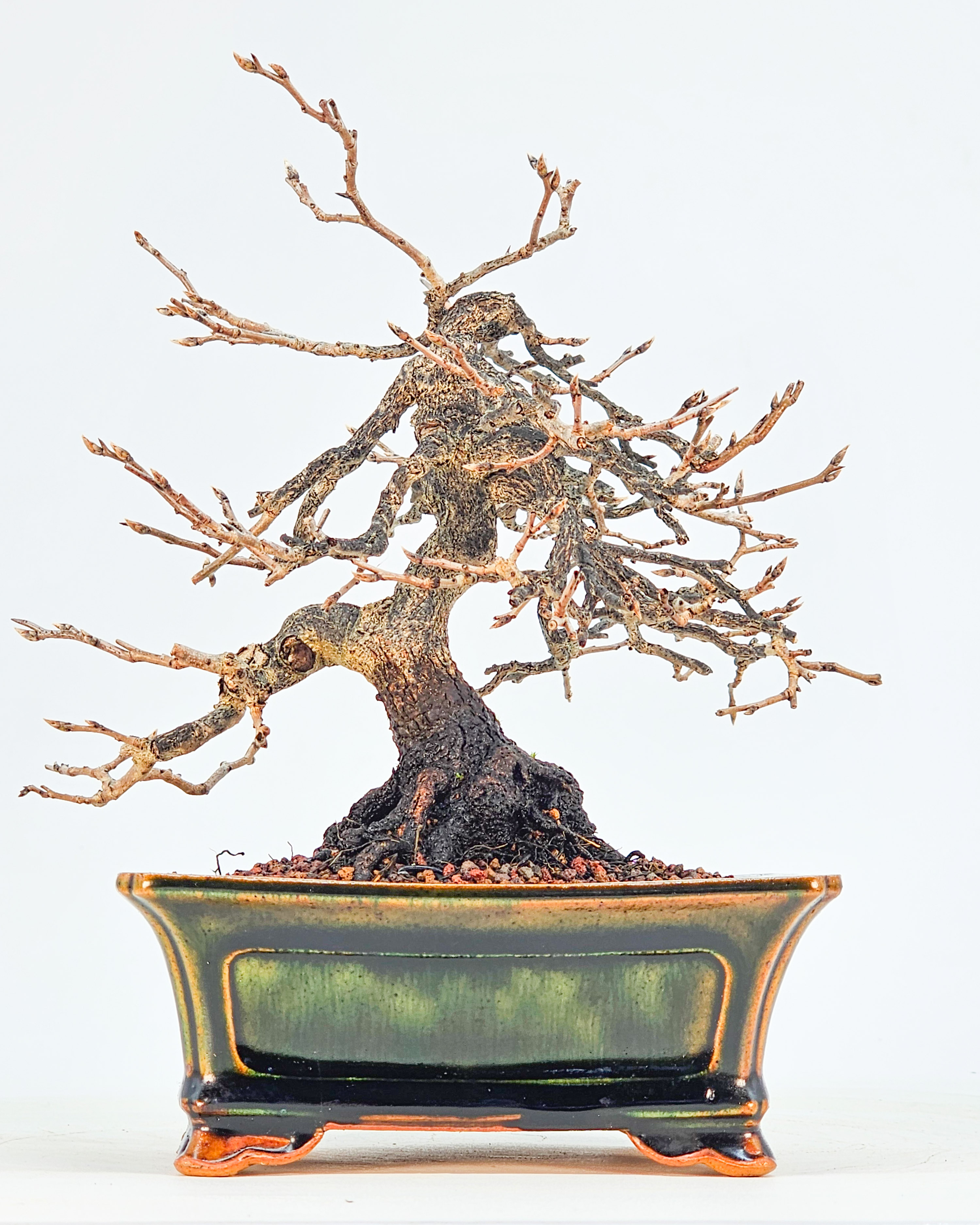Bonsai Kakipflaume - Diospyros kaki Shohin 16cm