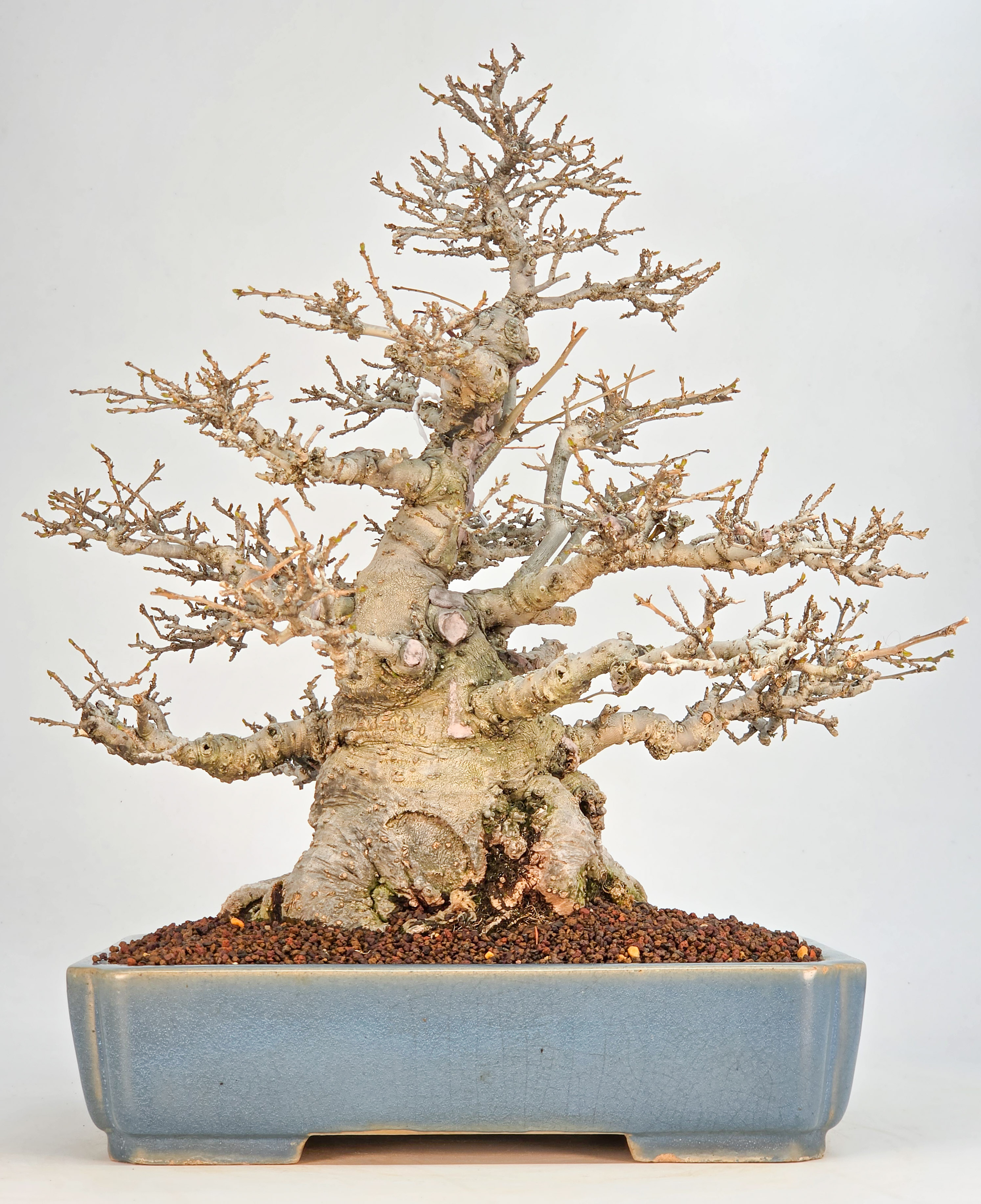 Bonsai Jap. Winterbeere - Ilex serrata 35cm
