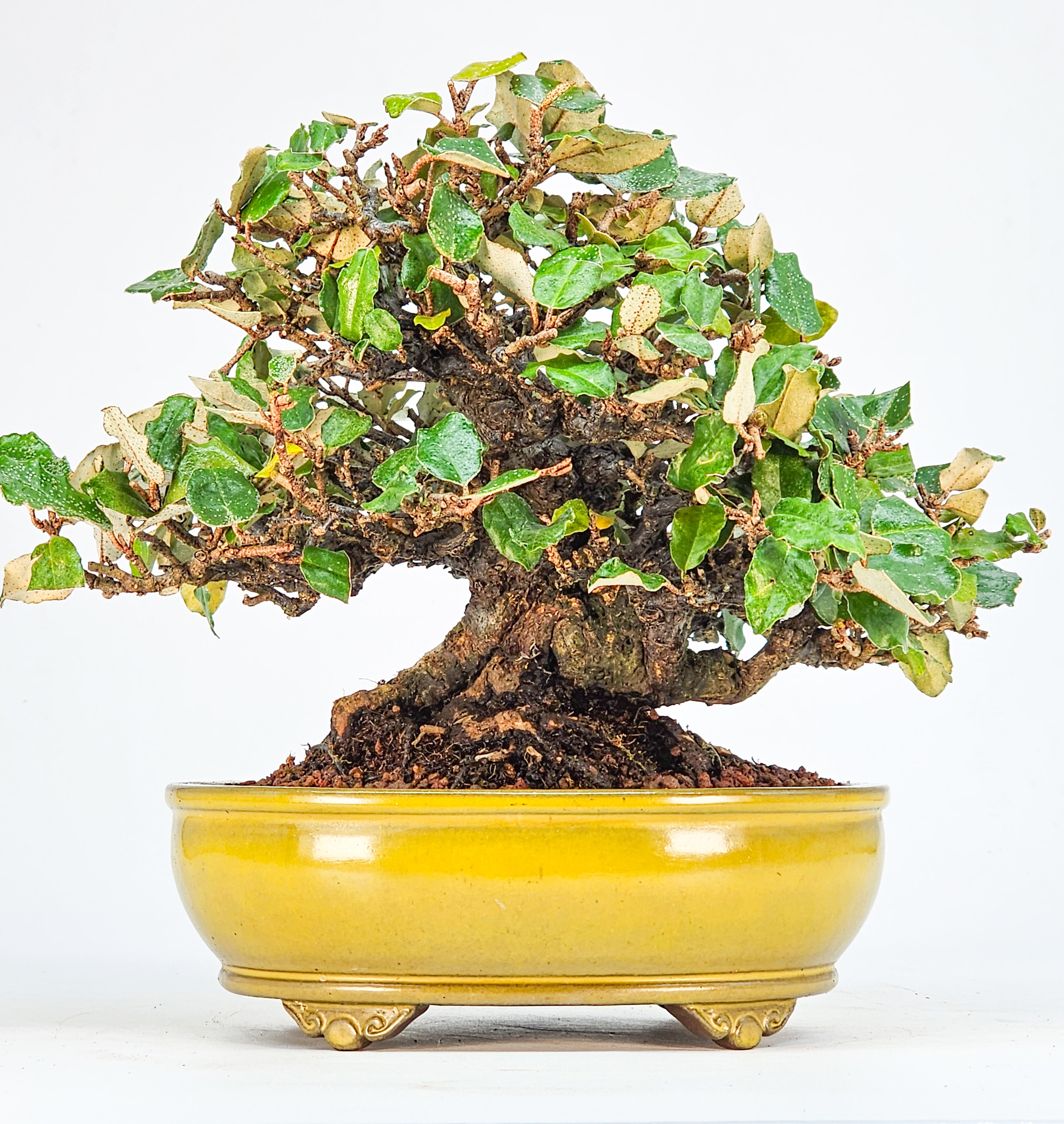 Bonsai Premium Ölweide - Elaeagnus pungens Shohin 15cm 