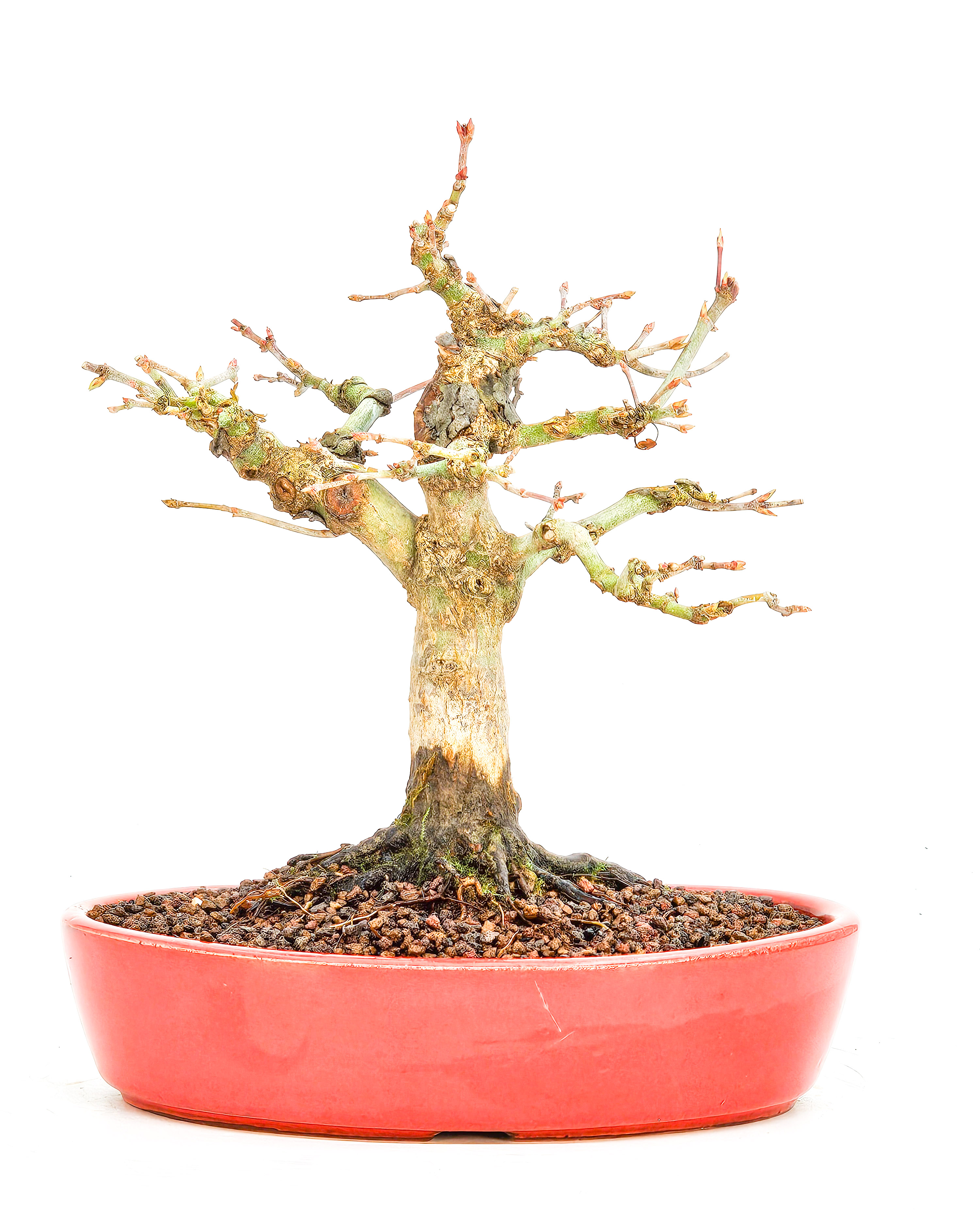 Bonsai Fächerahorn Acer Palmatum Shohin, schönes Nebari 16cm