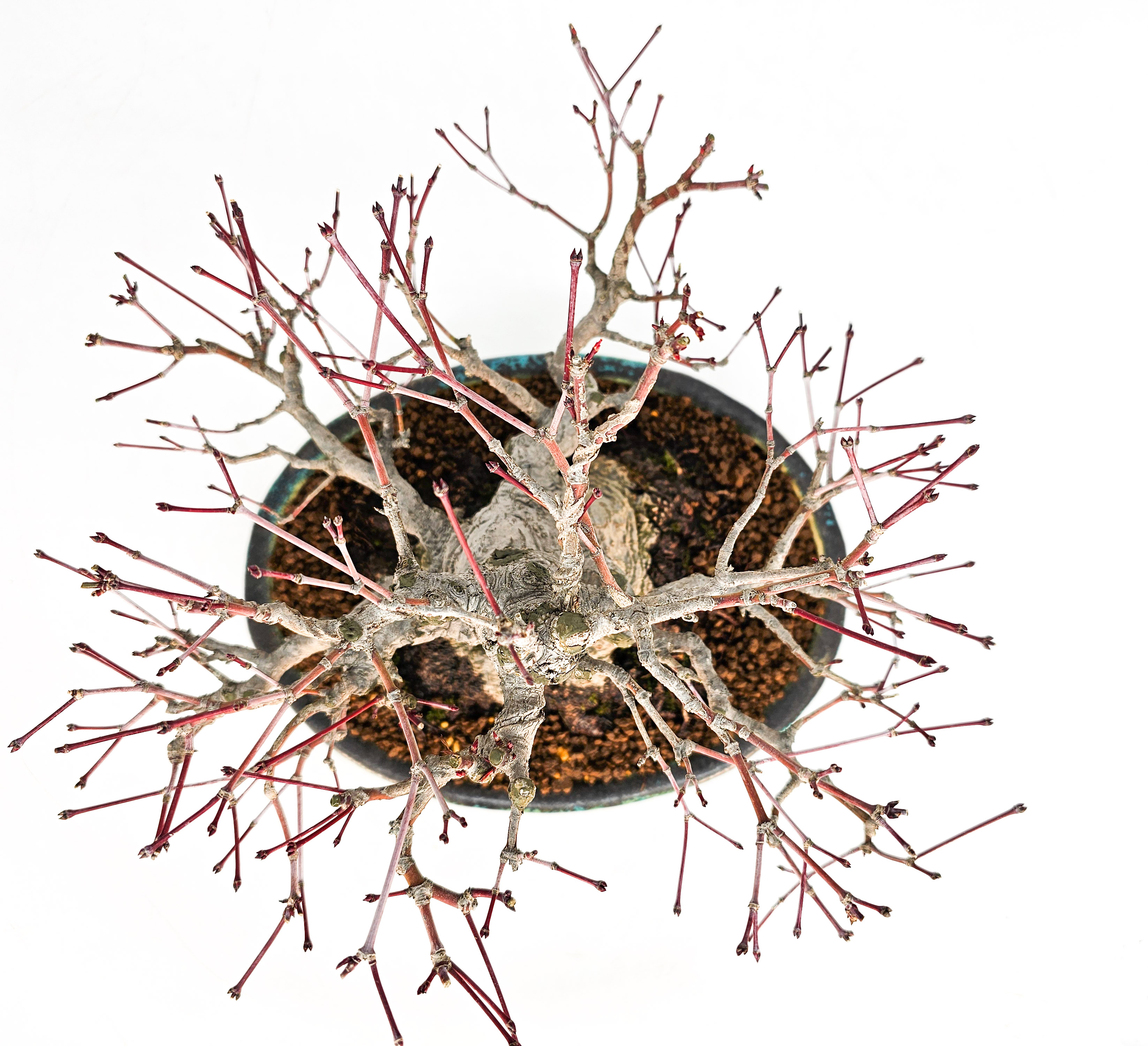 Bonsai Fächerahorn - Acer palmatum Shohin 18cm Video!! Bonsai Fächerahorn - Acer palmatum Shohin 18cm Video!!