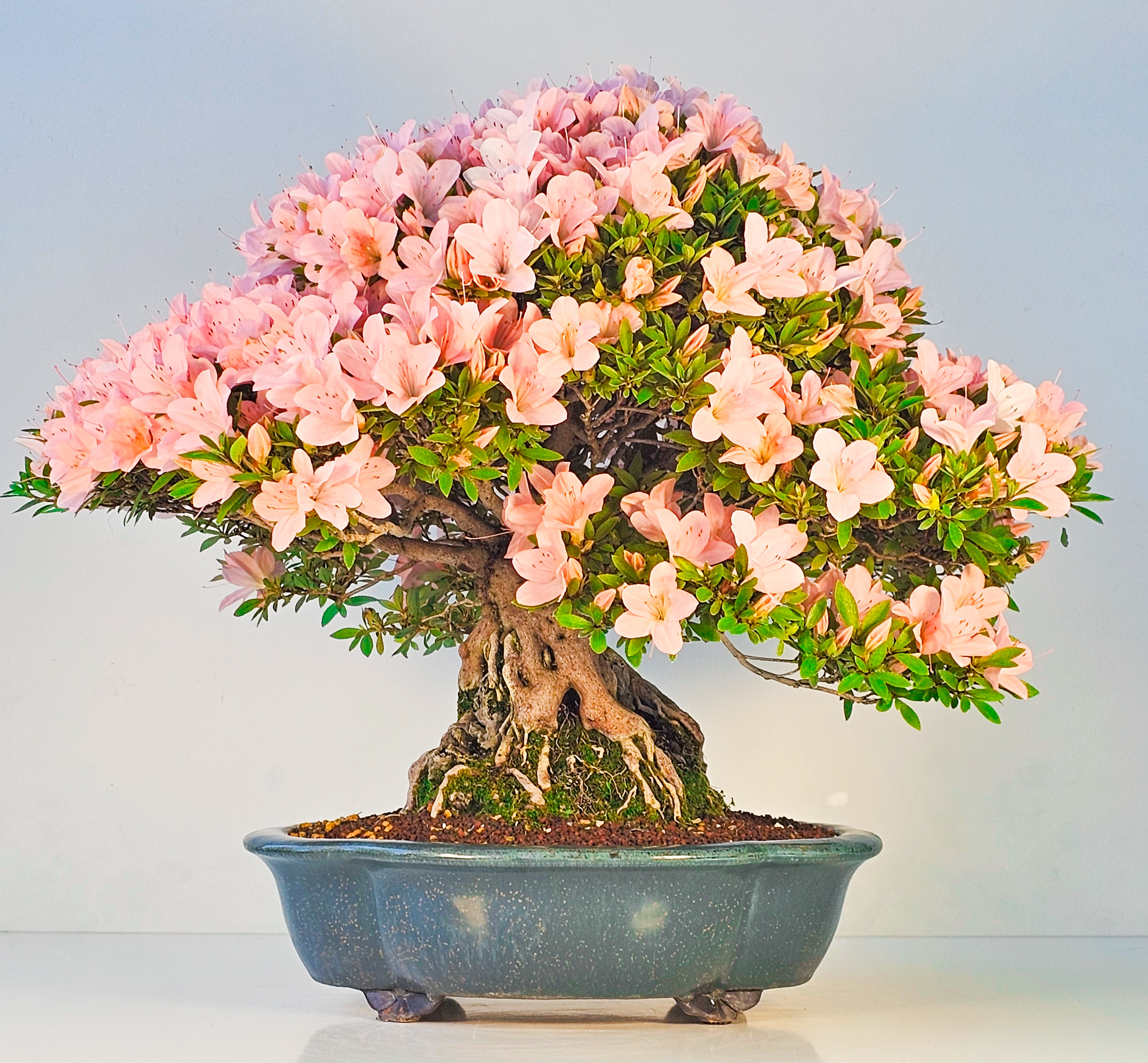 Bonsai Azalee Rhododendron indicum Ishizuki - Kozan - 39cm Video!!