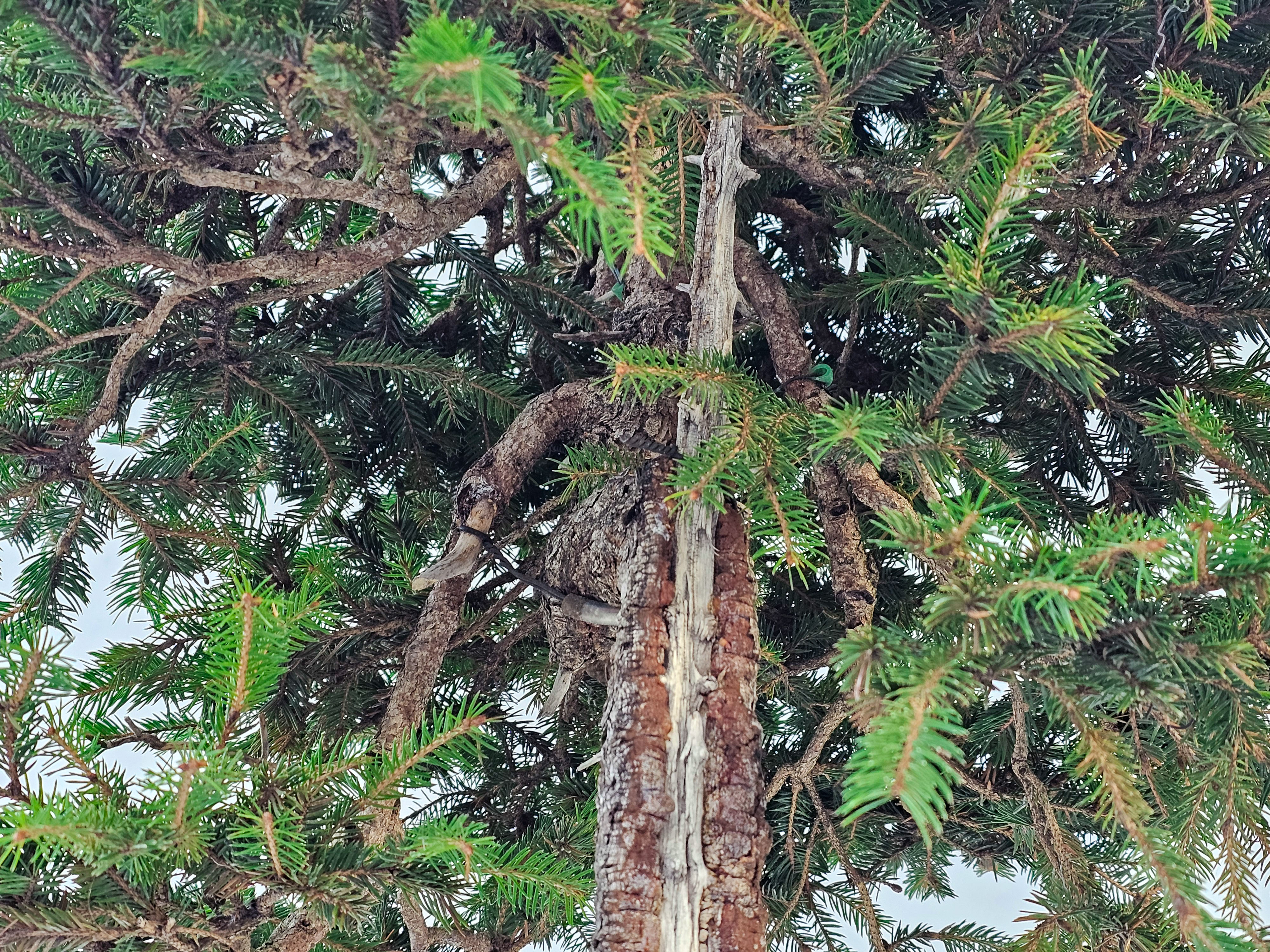Bonsai Fichte - Picea 84cm Video!!