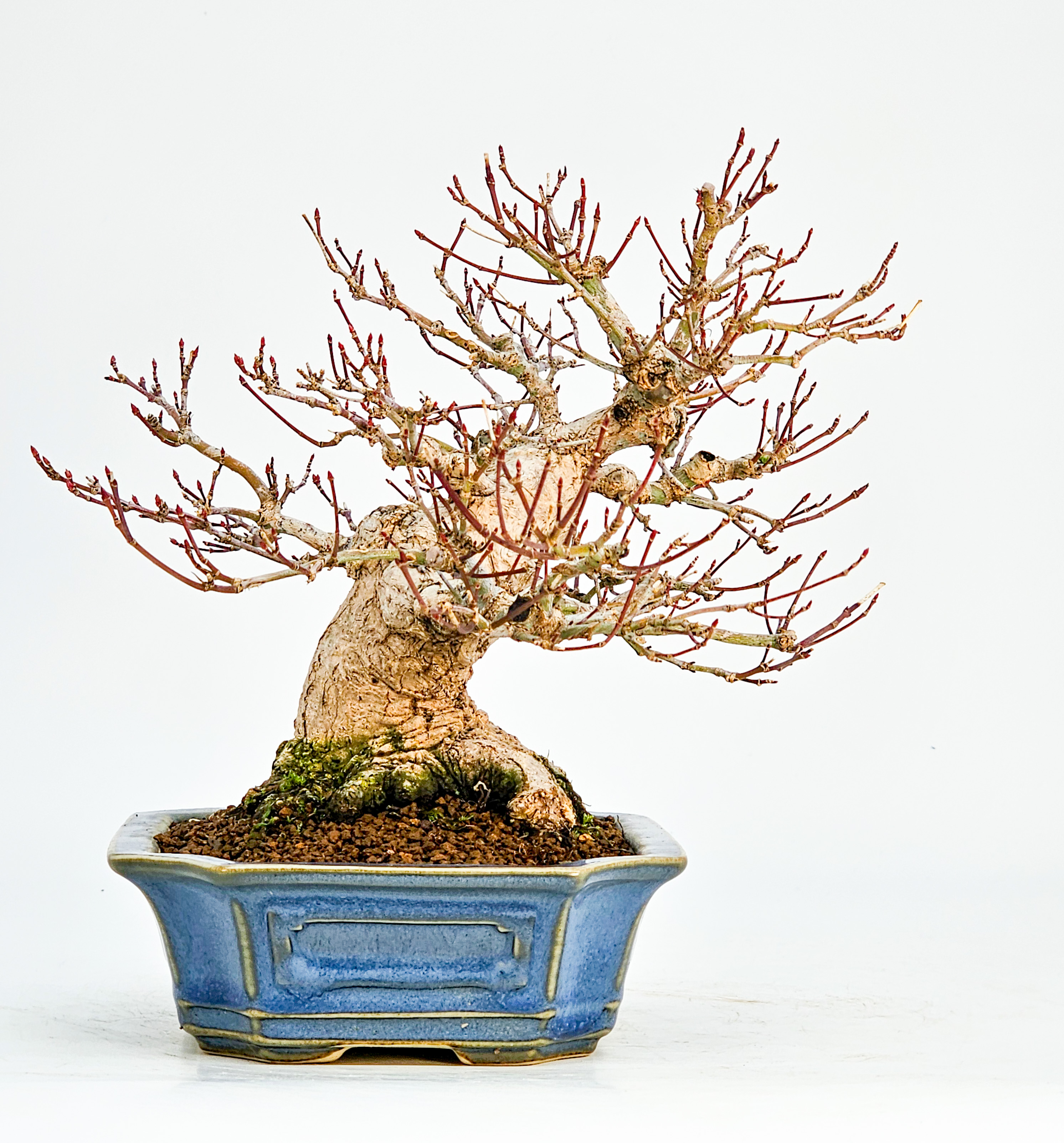 Bonsai Fächerahorn - Acer palmatum Shohin 17cm - Video! 