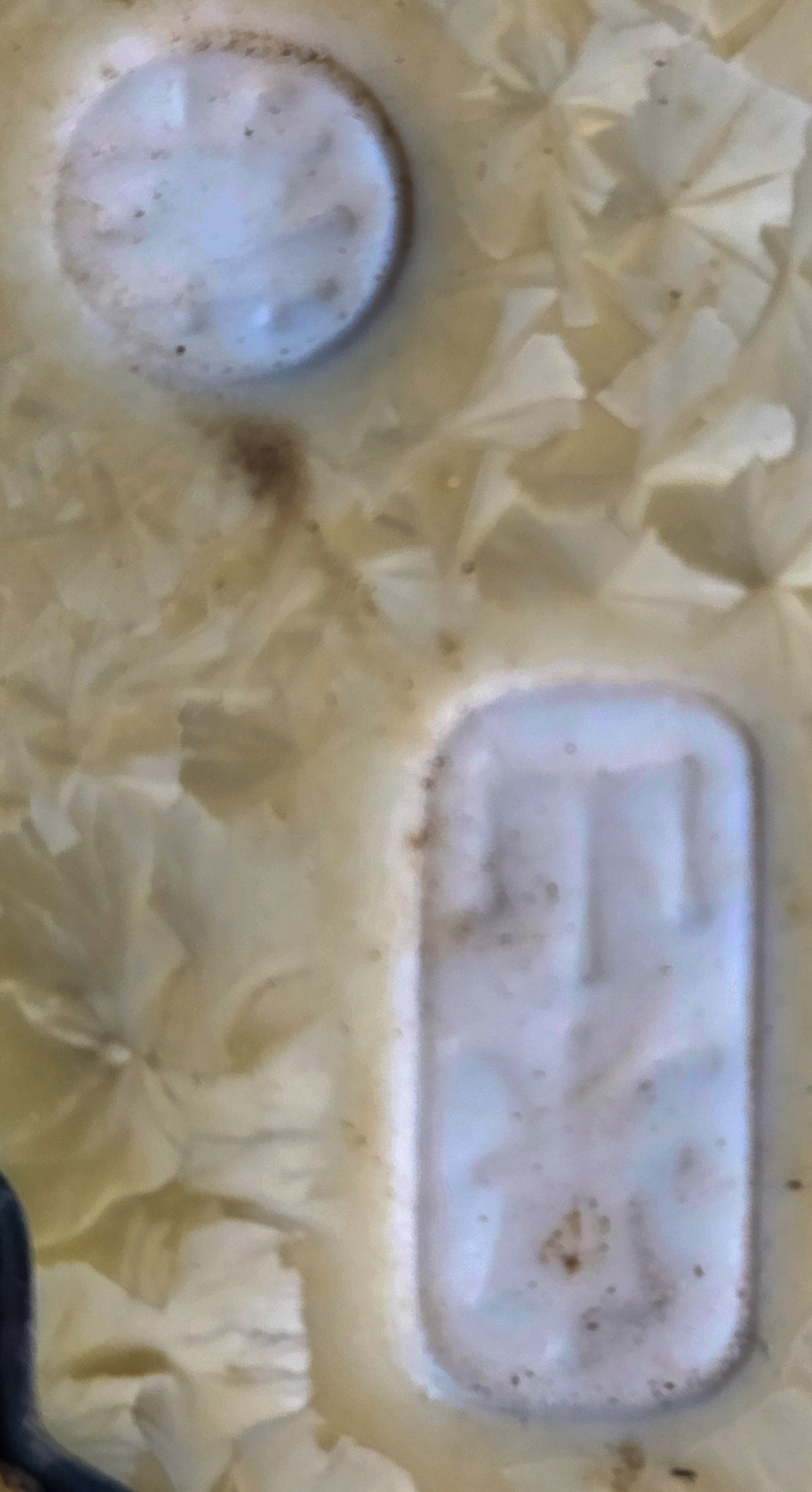 Bonsai Fächerahorn - Acer Palmatum Shohin 15cm 