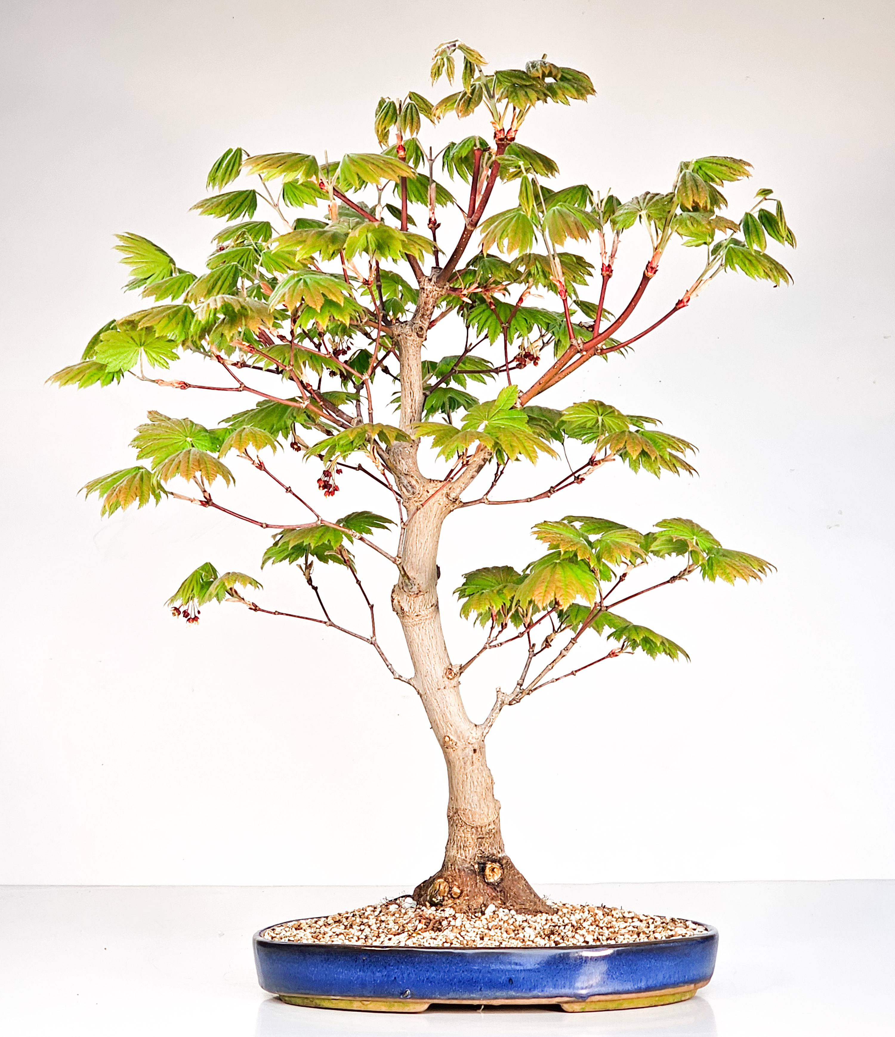 Bonsai Japanischer Ahorn - Acer japonicum 52cm  