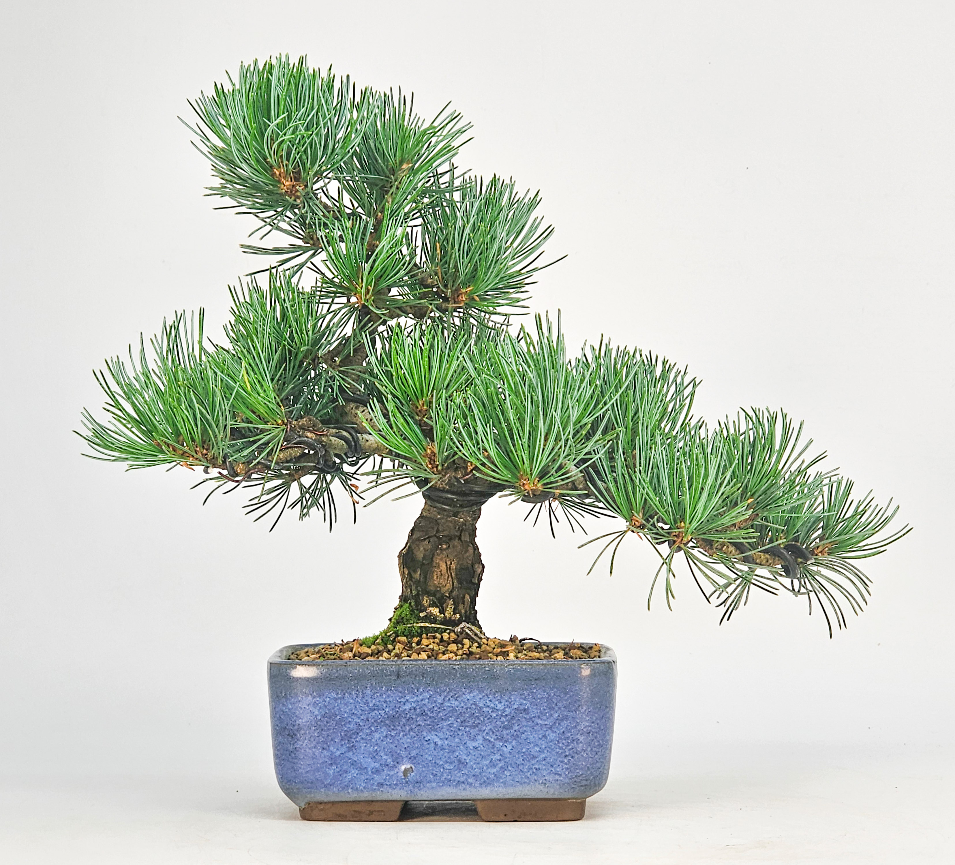 Bonsai Pinus parviflora - Mädchenkiefer Shohin 20,5cm