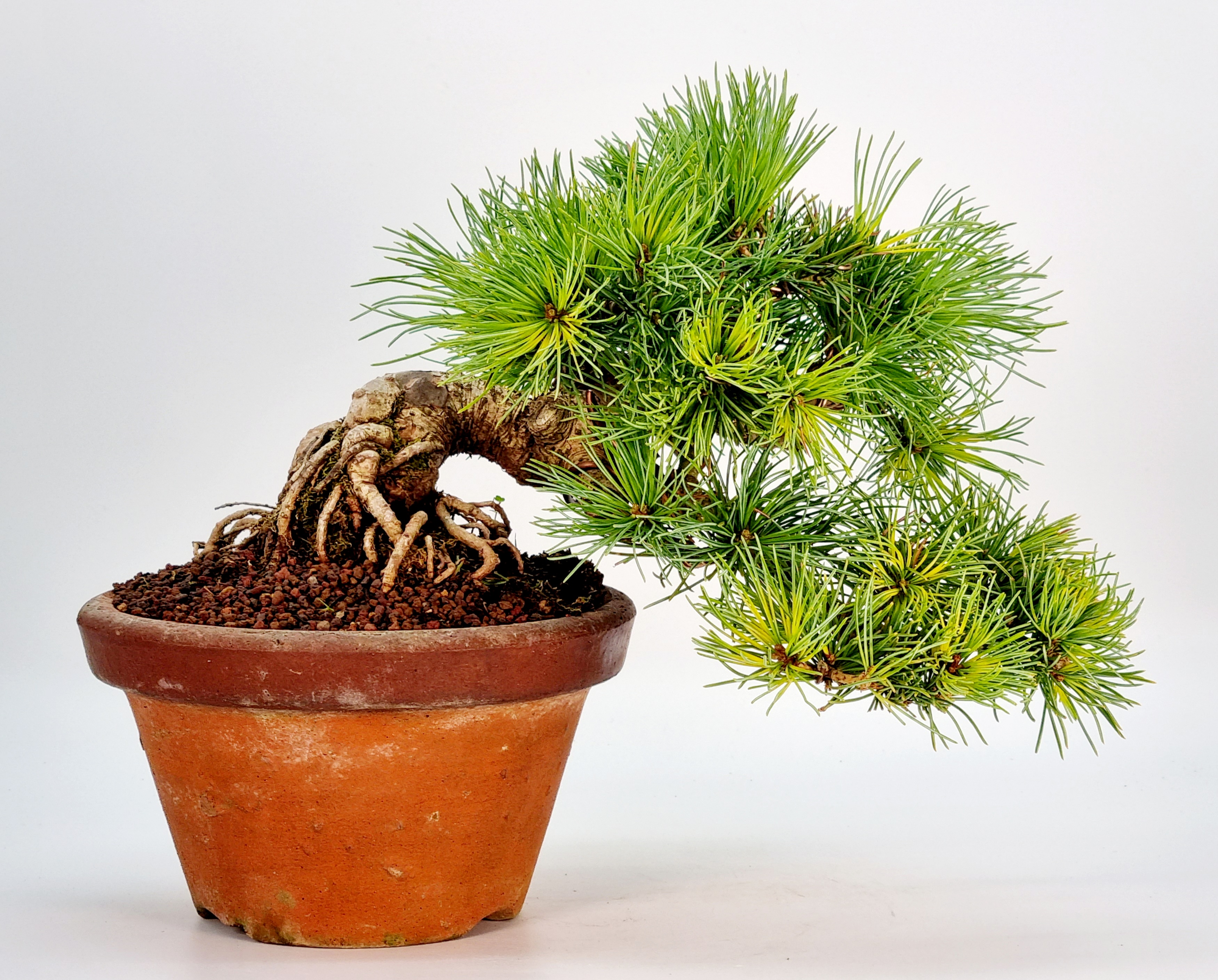 Bonsai Pinus parviflora Mädchenkiefer 18cm